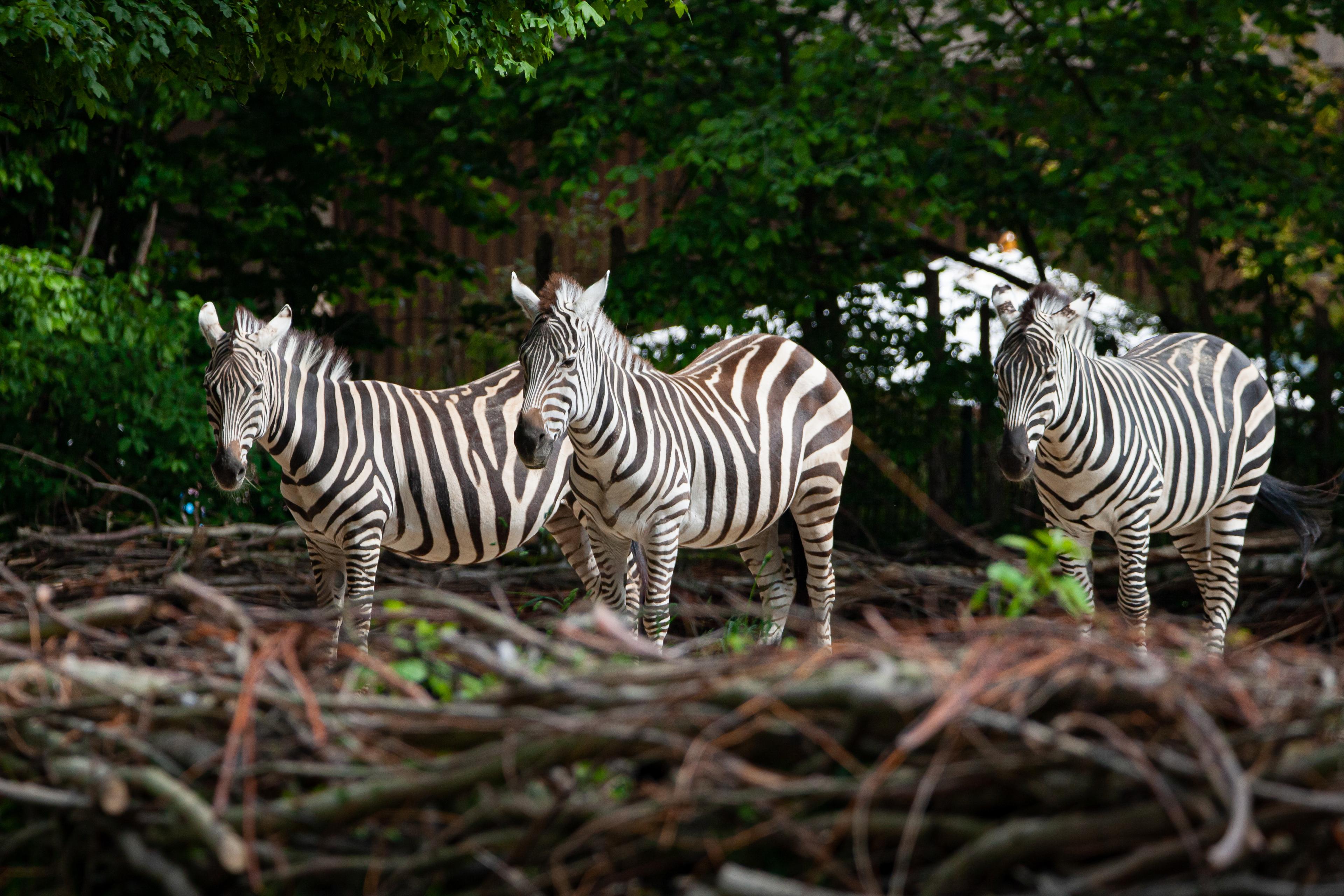 Drei Zebras auf der großen Steppe in der Themenwelt Sambesi im Zoo Hannover