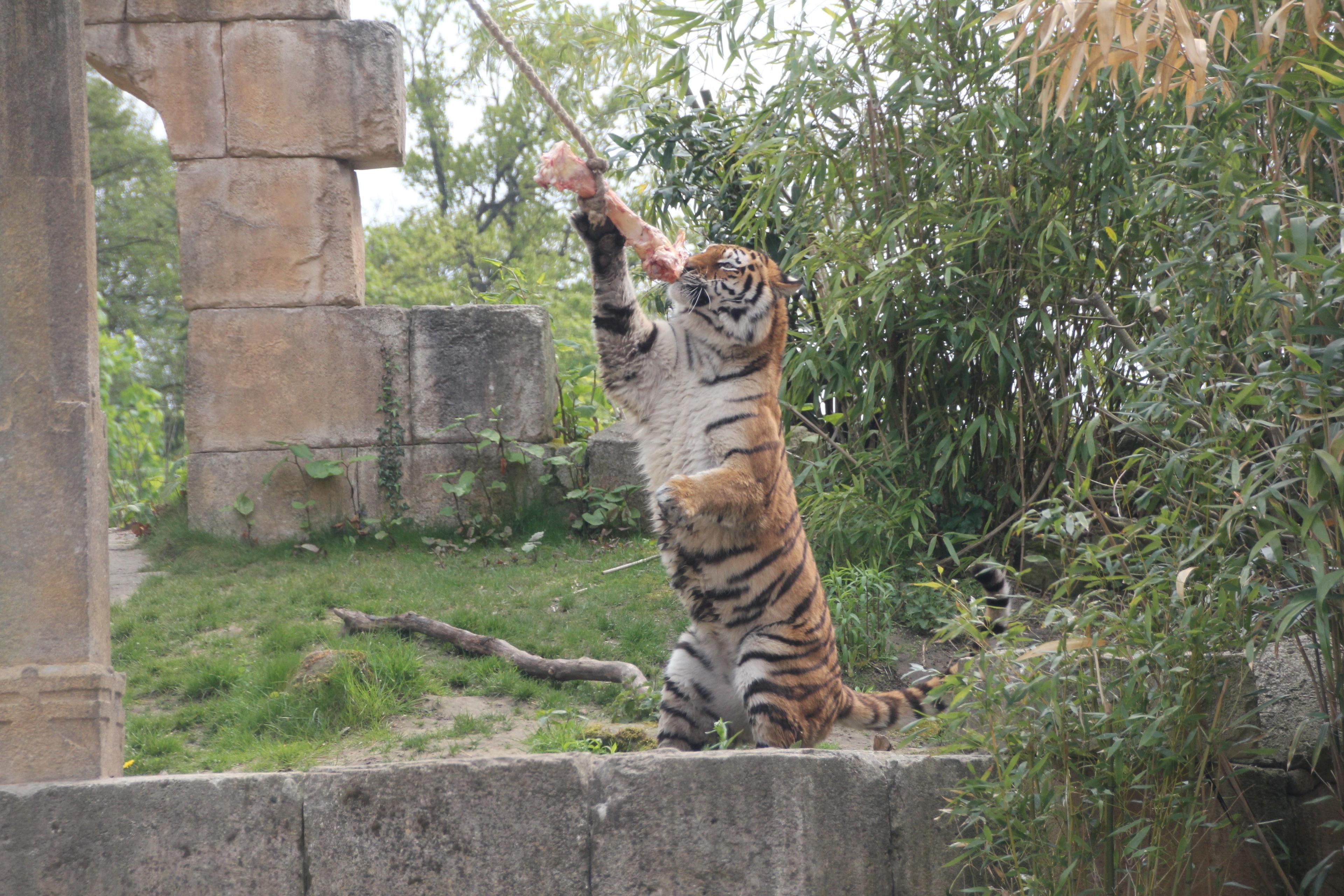 Tiger müssen Geschick beweisen, um das Fleisch an der Tempelsäule zu erreichen