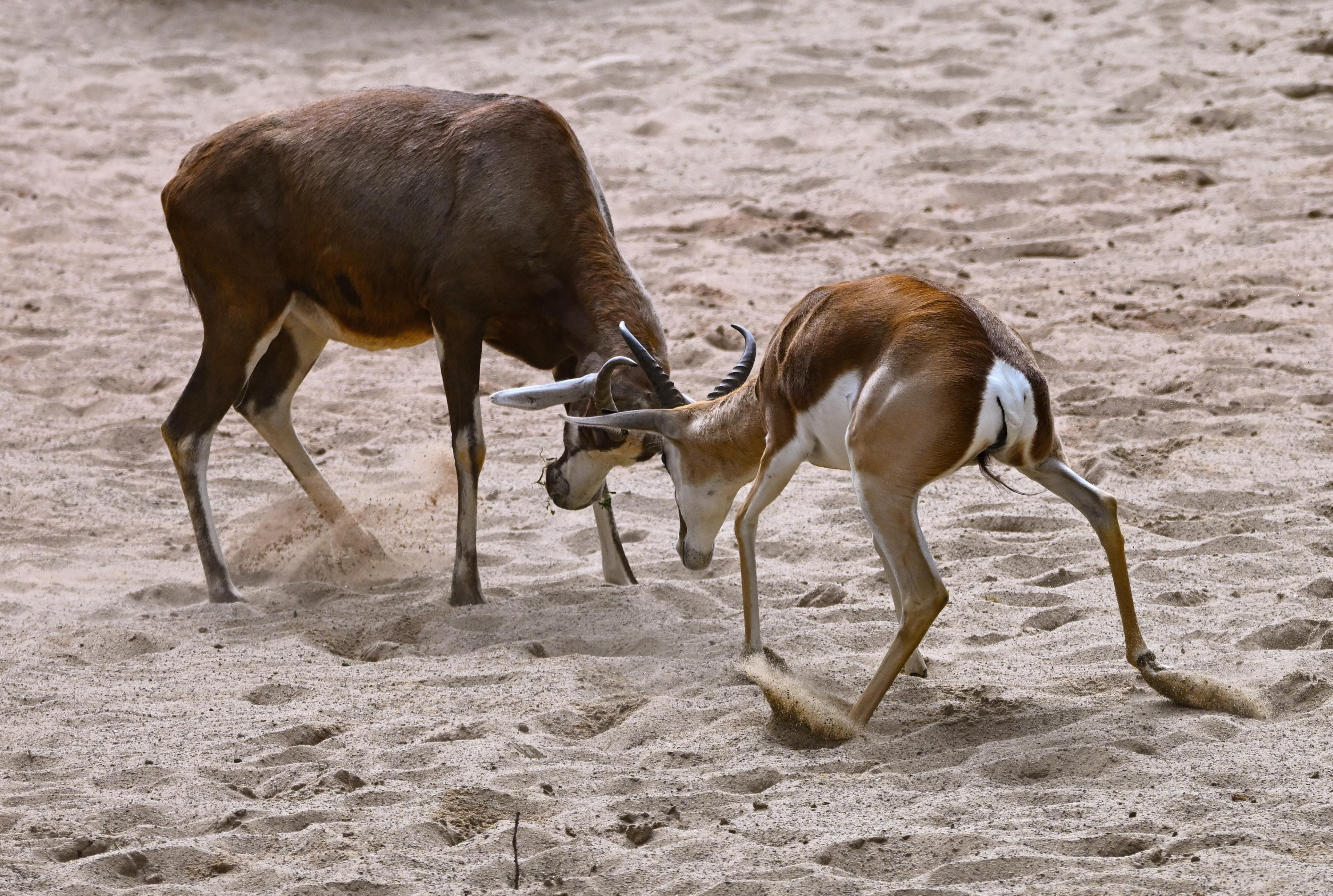 Springbock und Blessbock am kämpfen mit den Hörnern im Zoo Hannover