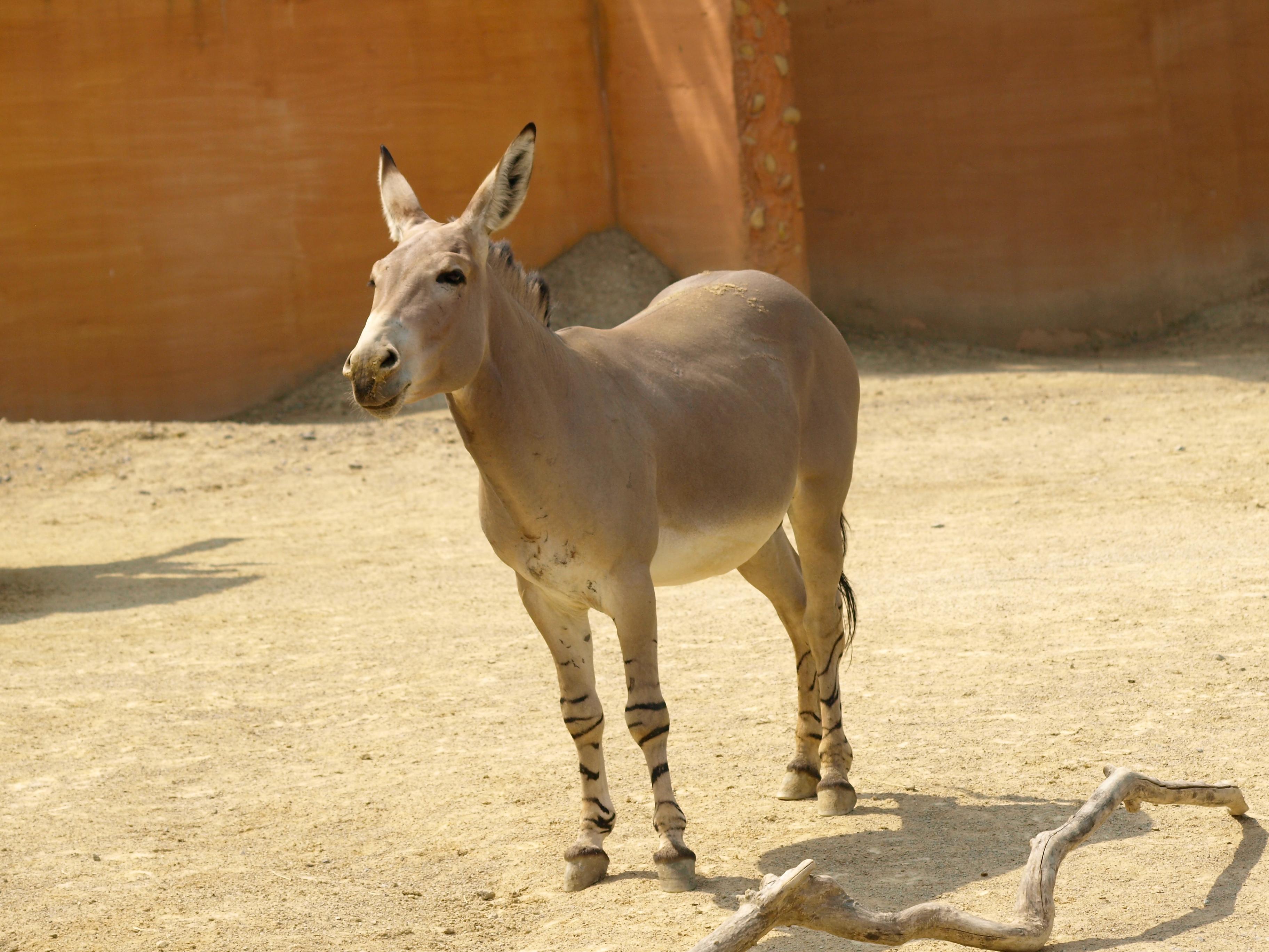 Somali Wildesel Ganzkörperaufnahme im Zoo Hannover