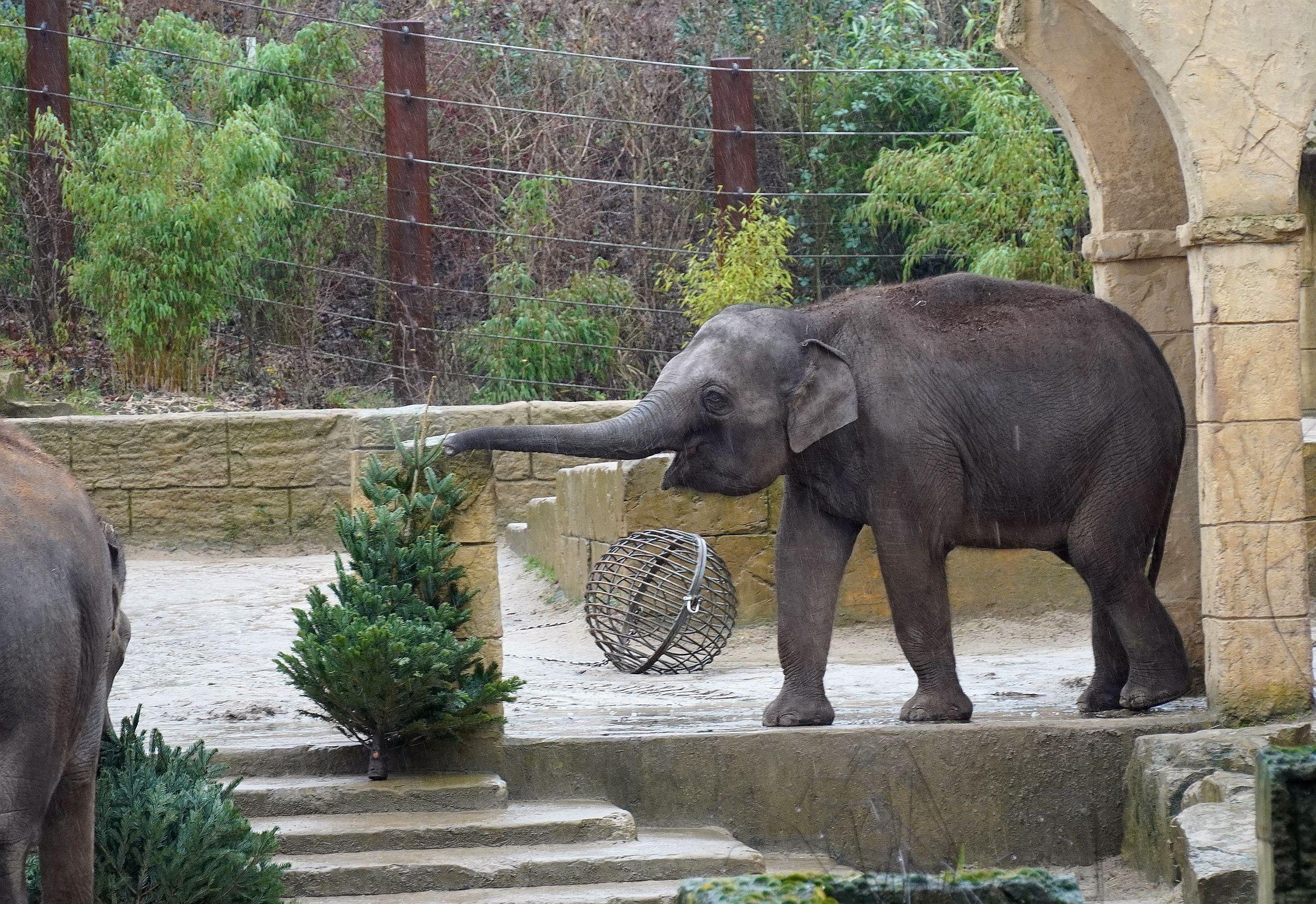 Asiatischer Elefant mit Tannenbaum