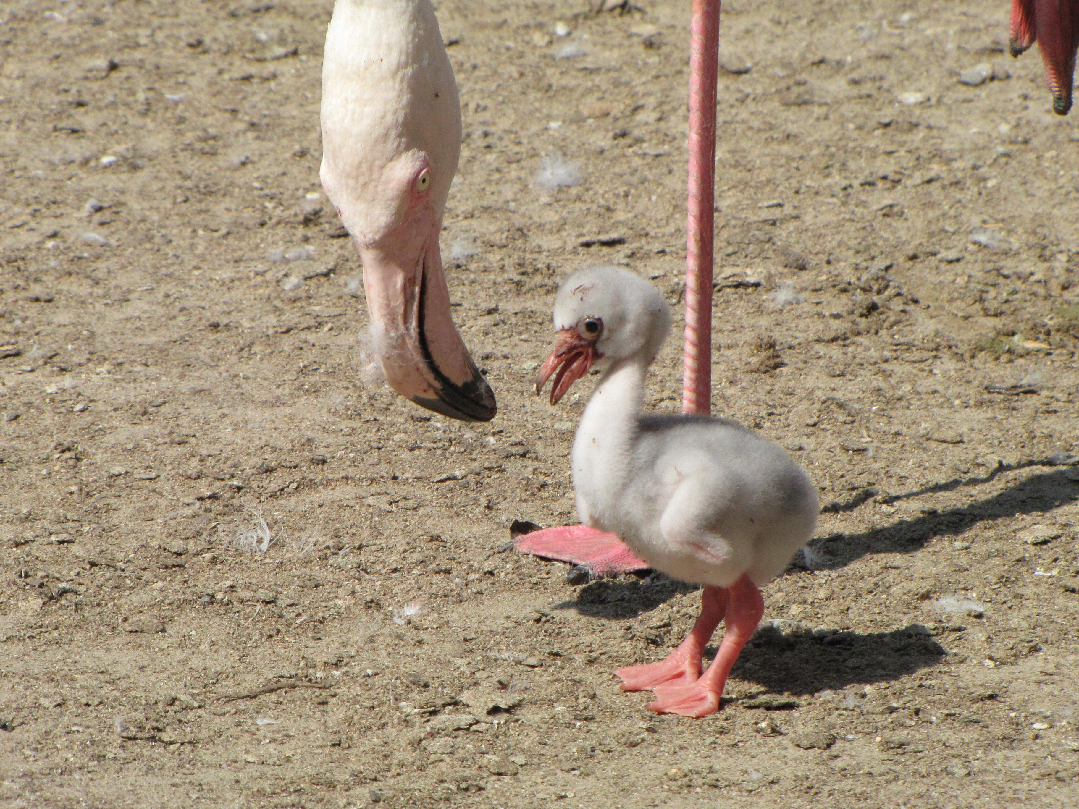 Flamingoküken läuft
