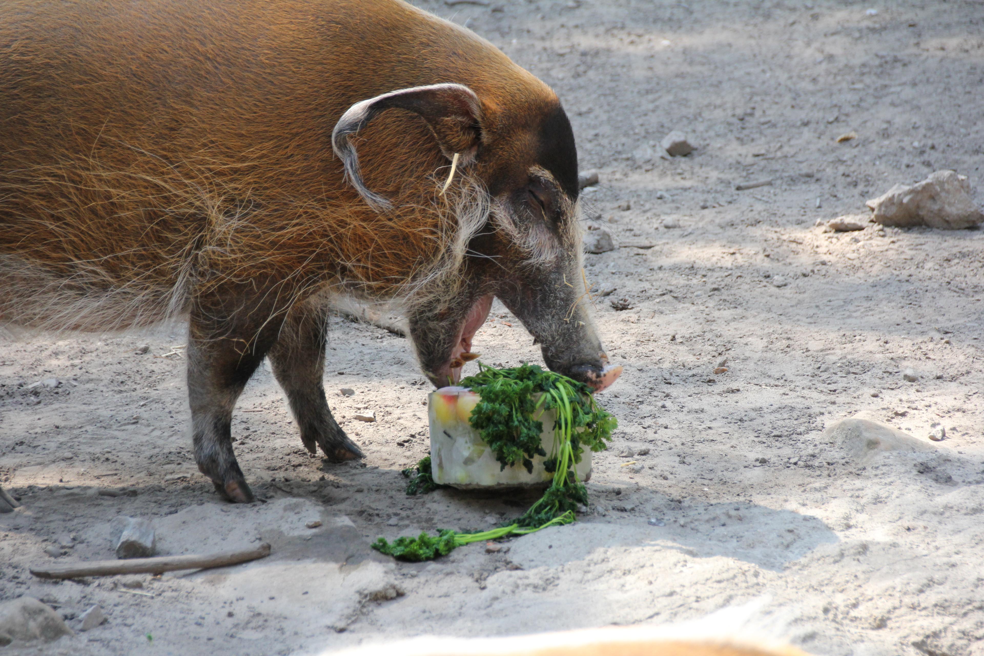 Pinselohrschwein genießt eine leckere Abkühlung