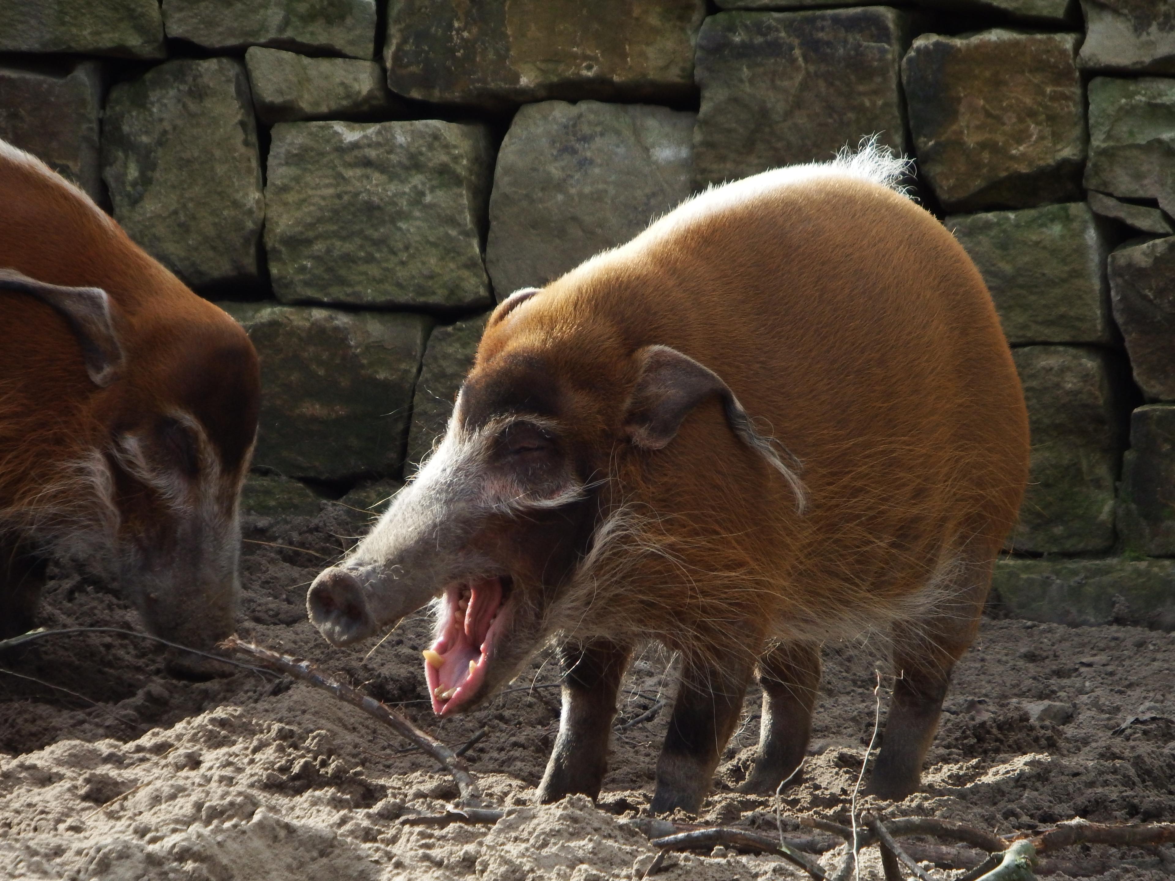 Pinselohrschwein hat augenscheinlich Spaß im Zoo Hannover