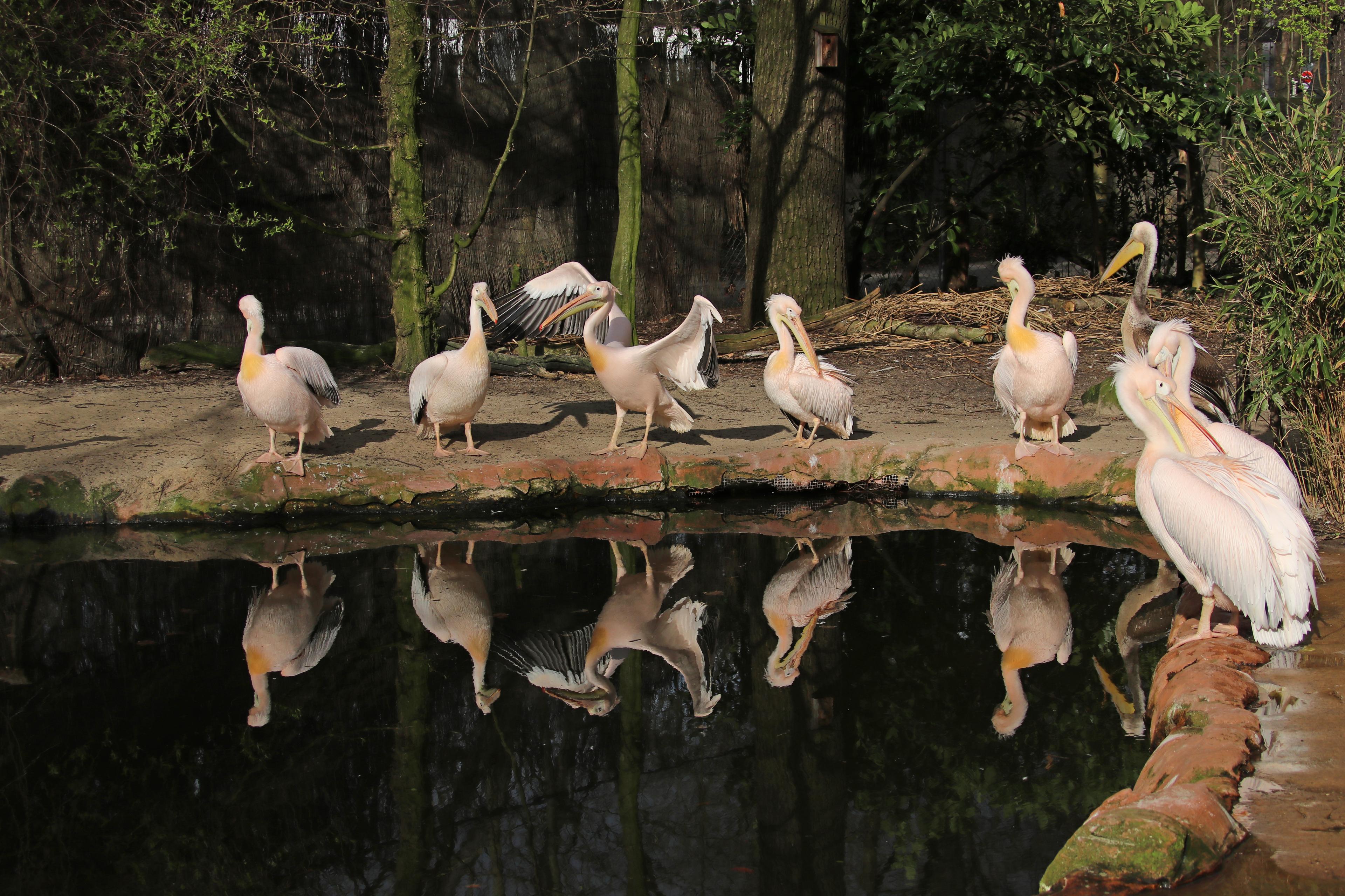 Mehrere Pelikane versammelt am Wasser