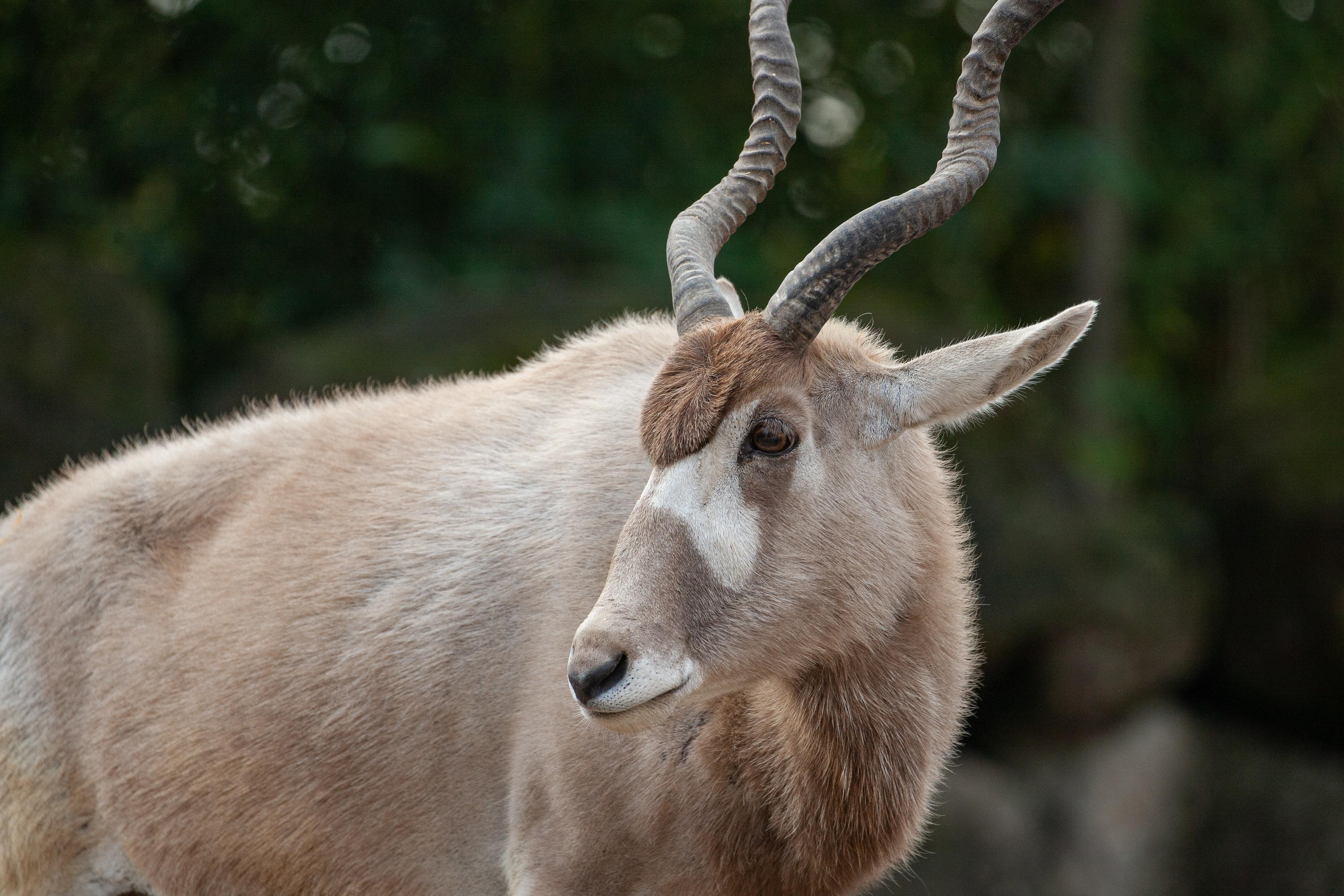 Addax-Antilope mit ihren großen Hörnern.