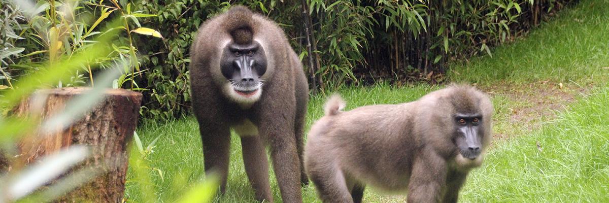 Drills im Erlebnis-Zoo: Bedrohte Primaten
