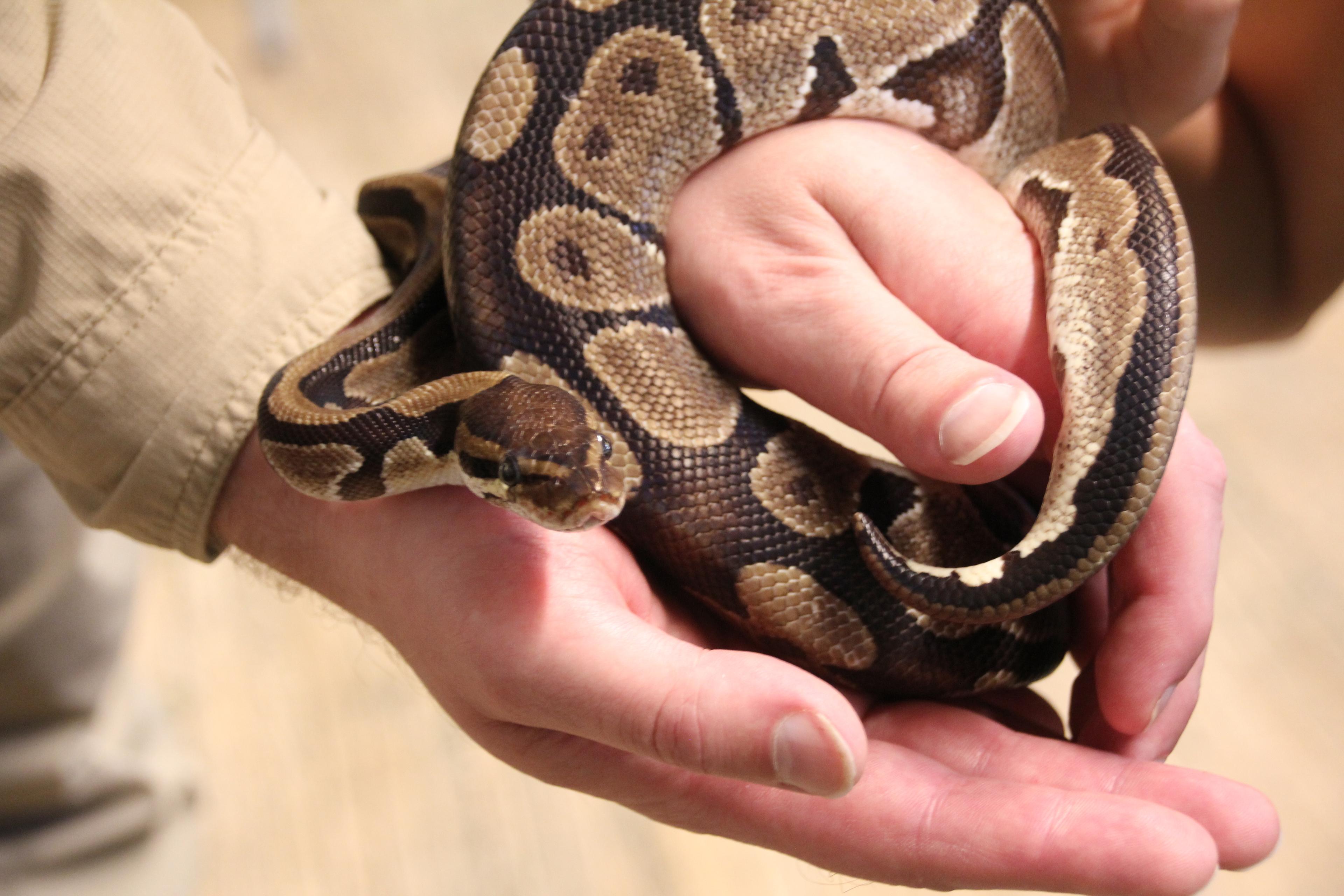 Python schlängelt sich in der Hand im Zoo Hannover