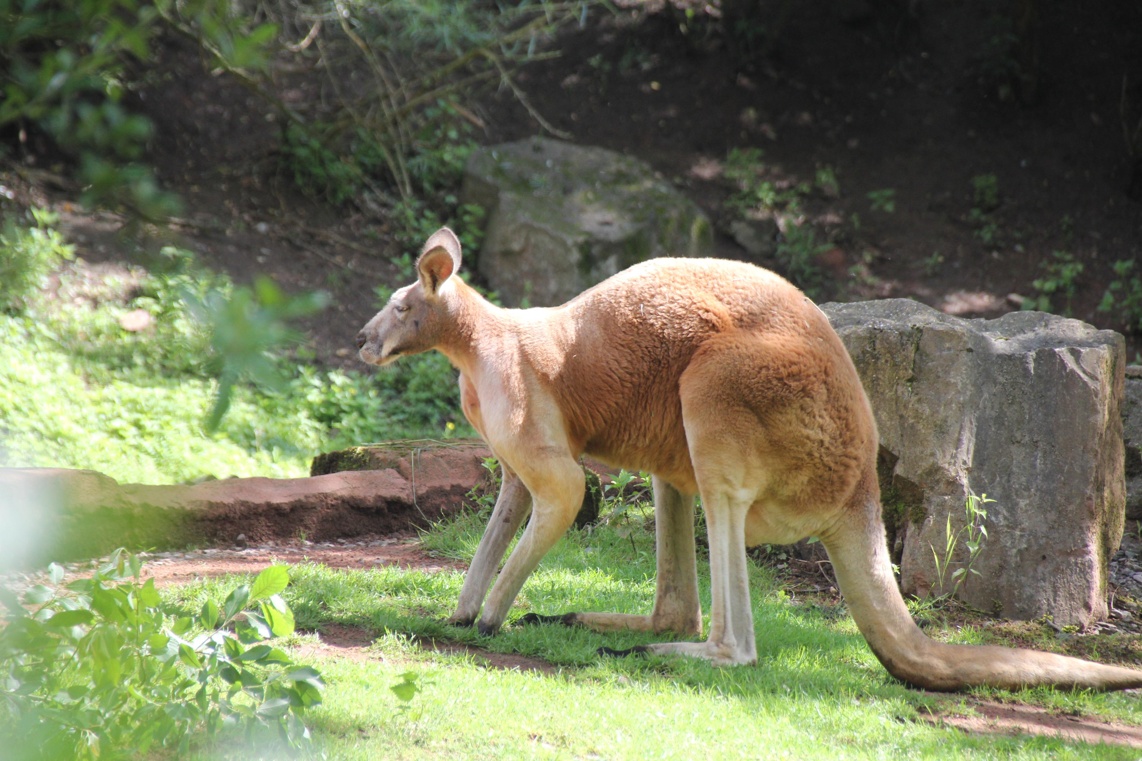 Rotes Riesenkänguru-Männchen auf grüner Wiese