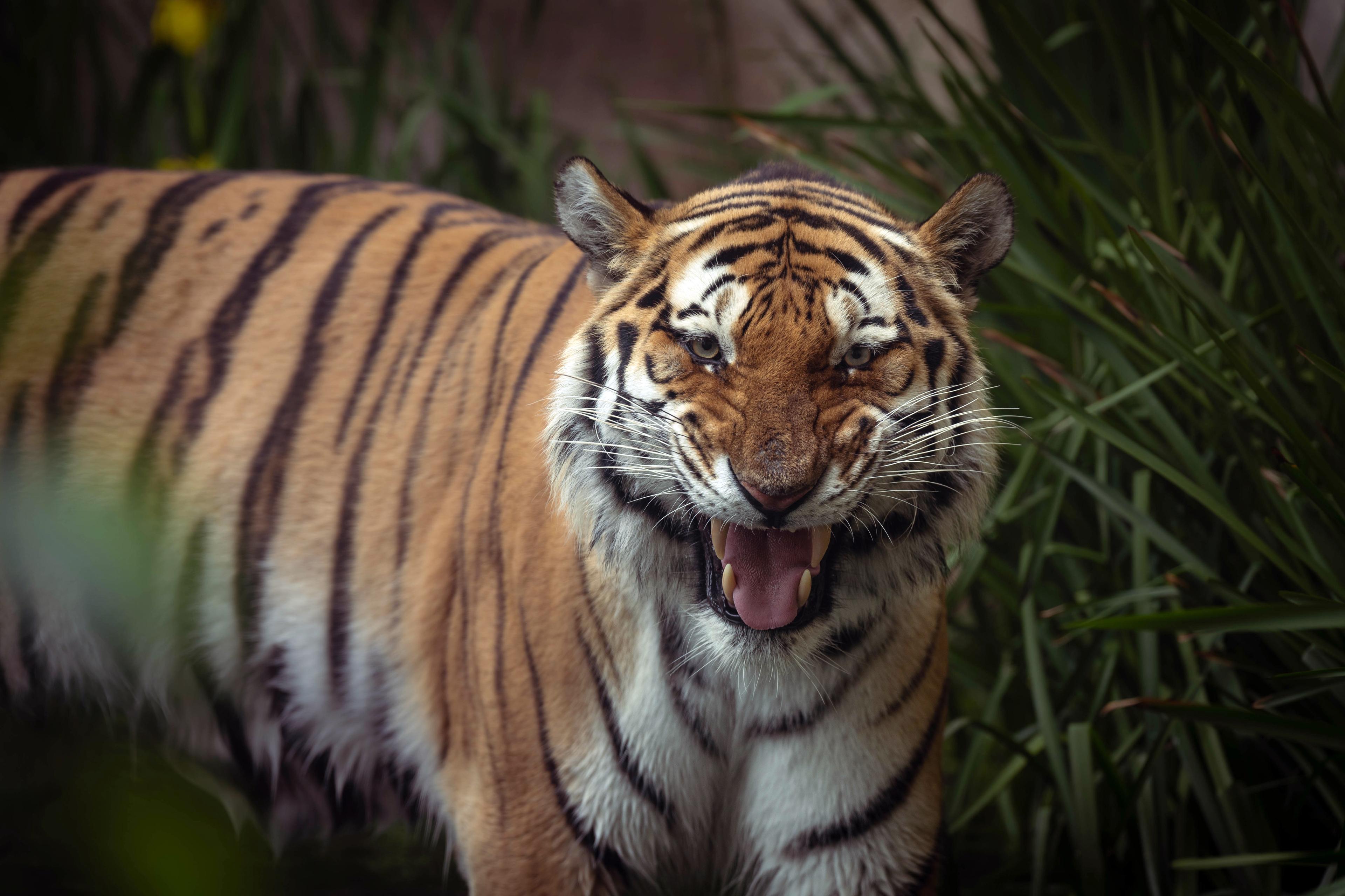 Tiger ganz nah: Großkatze im Dschungelpalast im Zoo Hannover