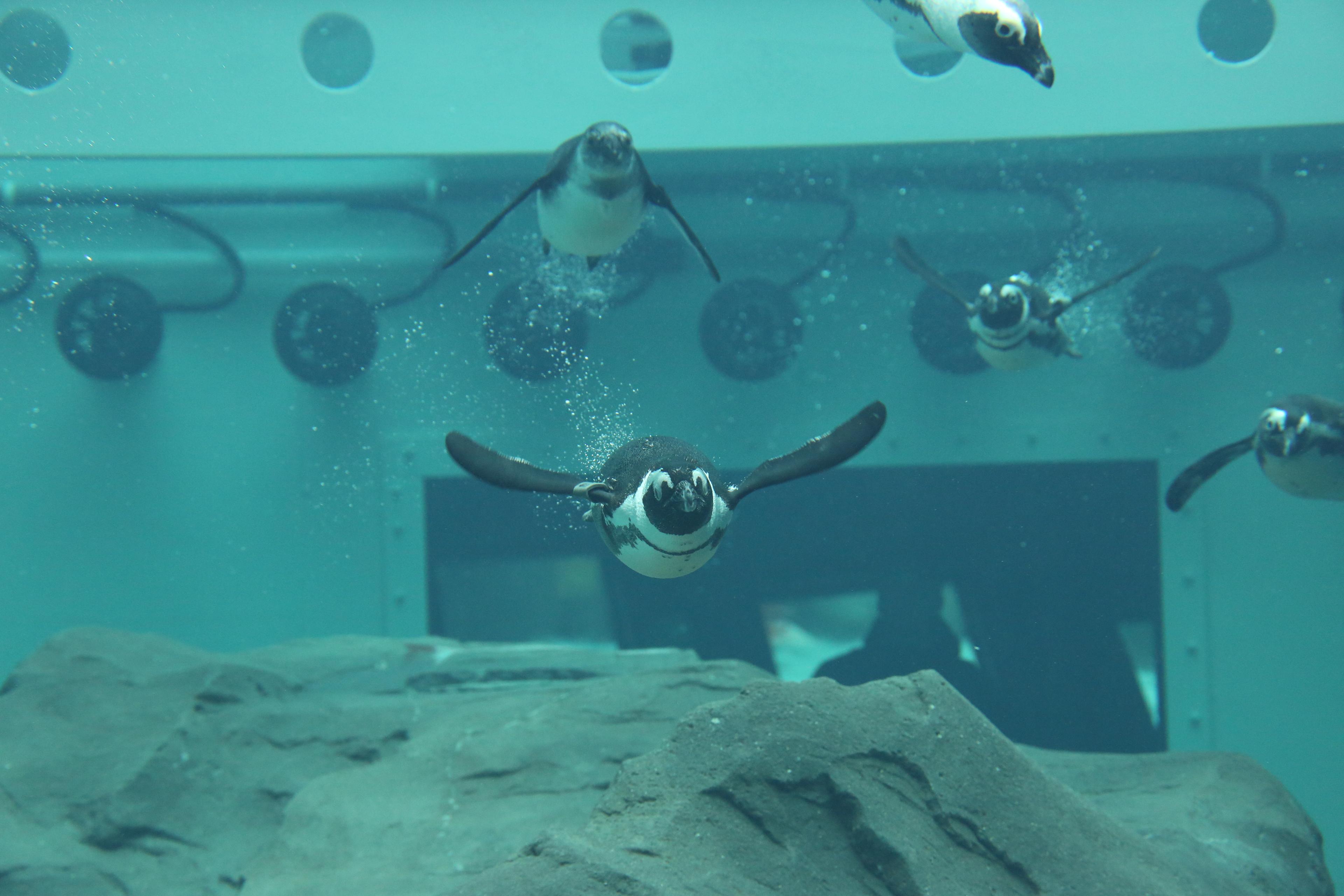 Pinguine schwimmen in der Unterwasserwelt