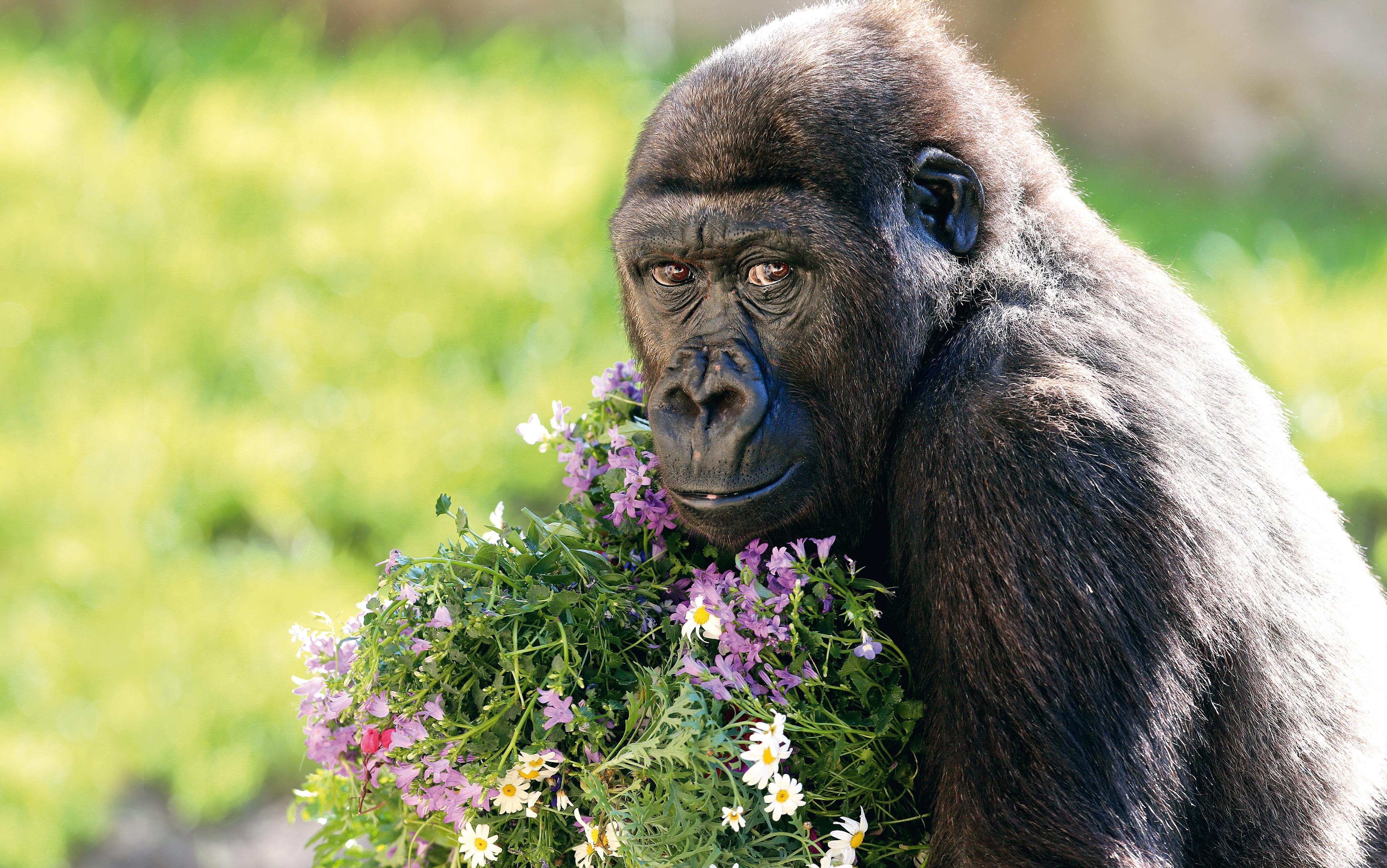 Gorilla mit Blumen