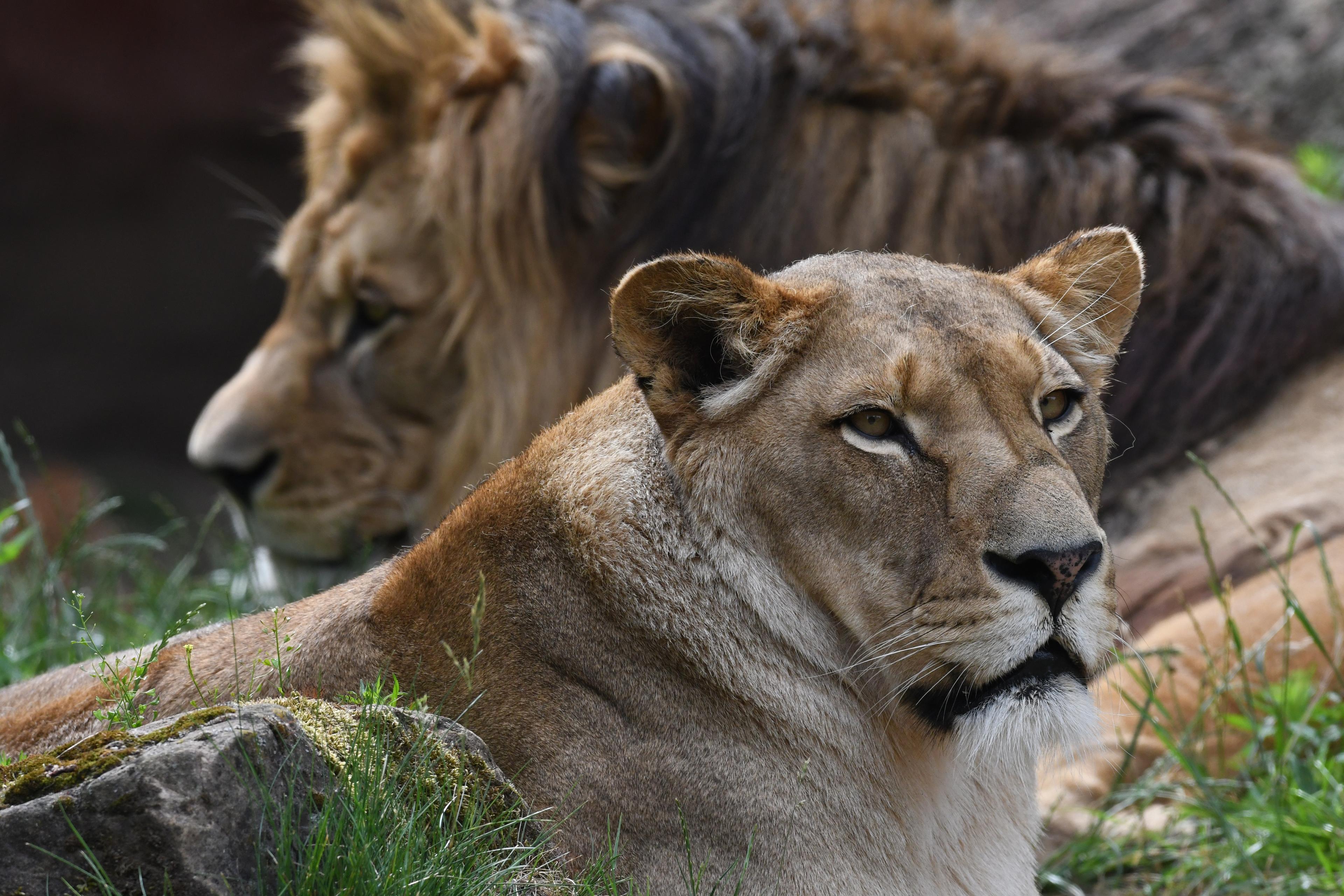 Löwin liegt Richtung Kamera mit dem Männchen im Hintergrund