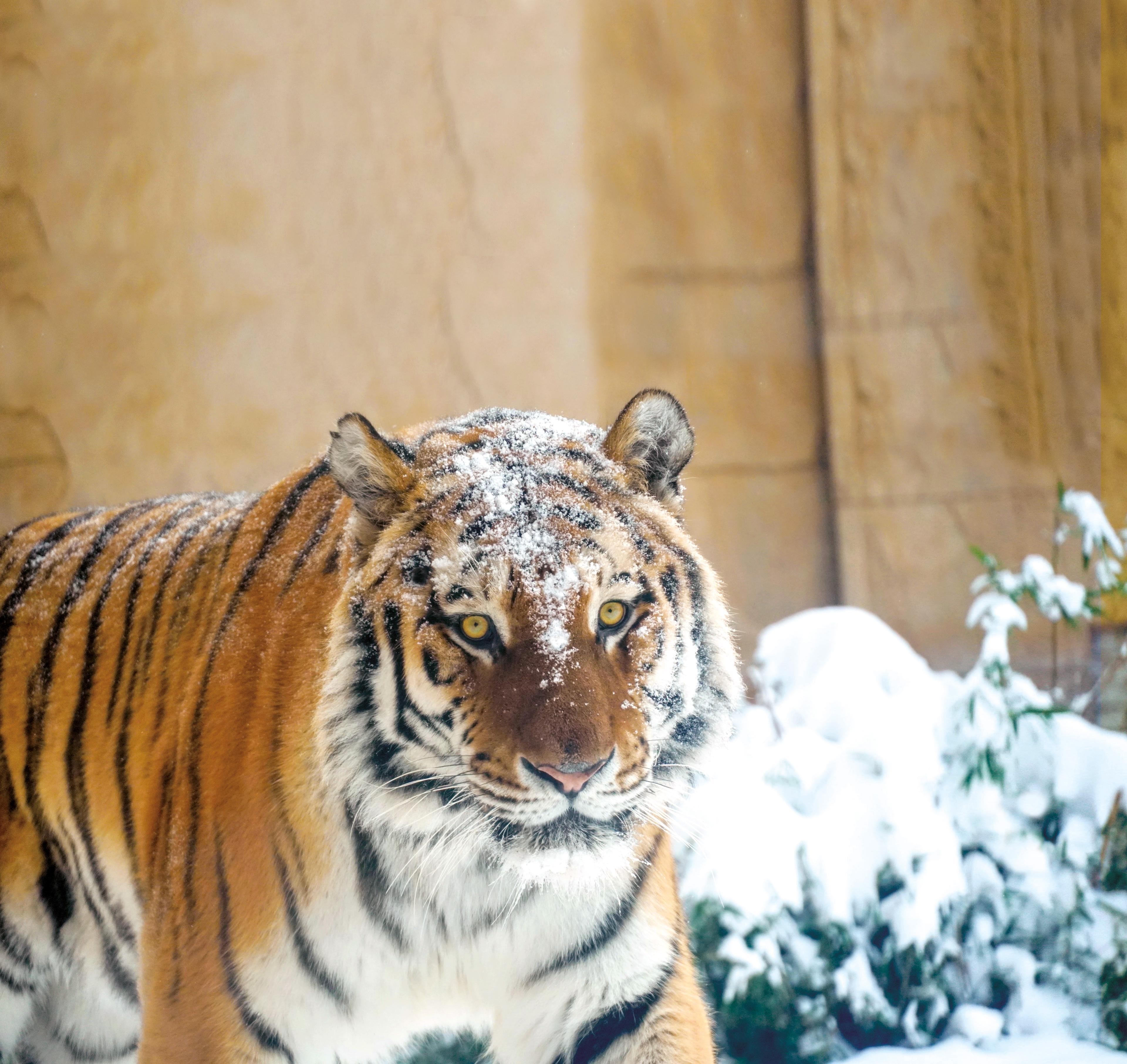 Tiger im Schnee im Zoo Hannover