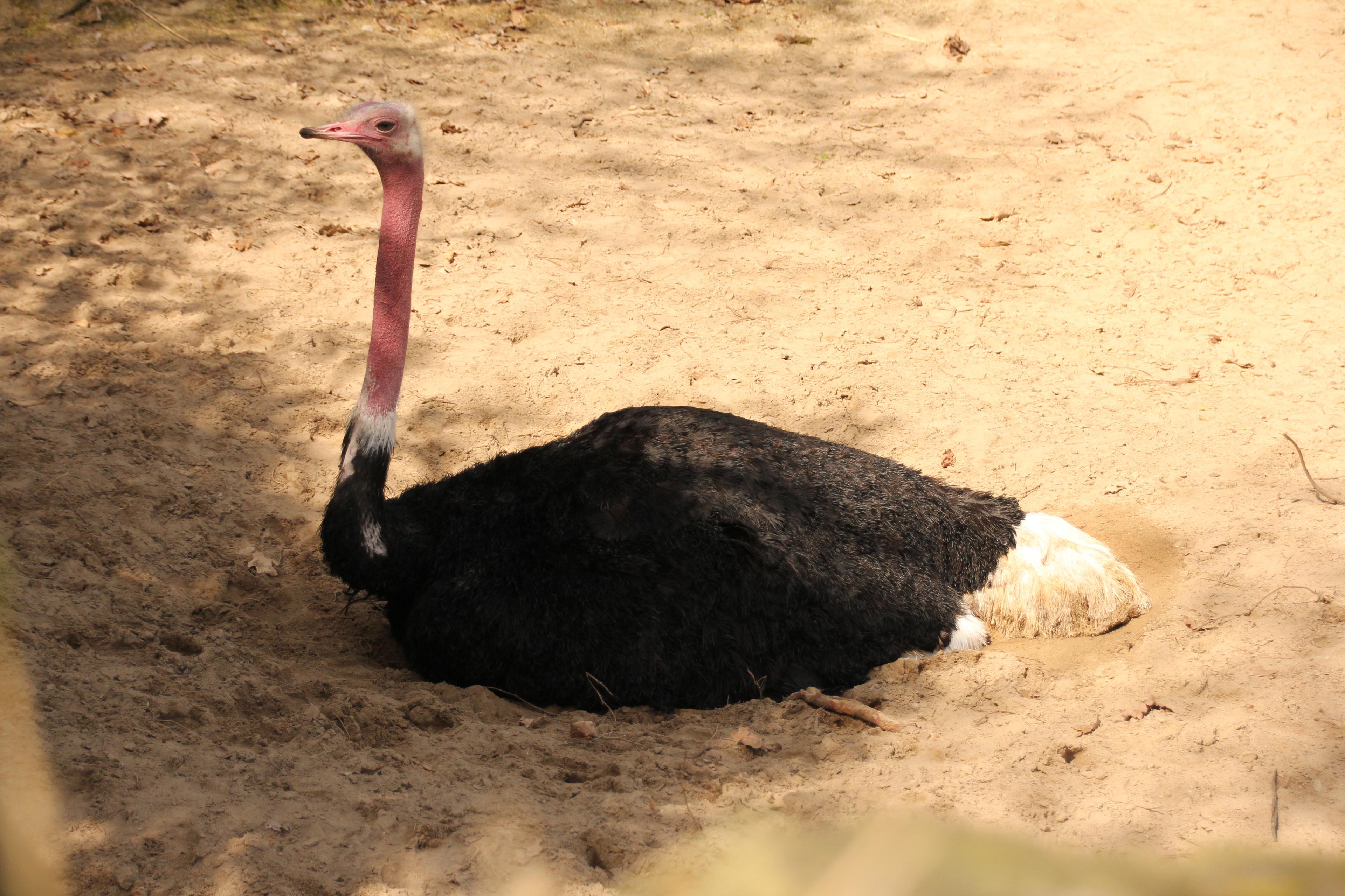 Rothalsstrauß liegend im Sand in der Themenwelt Sambesi im Zoo Hannover