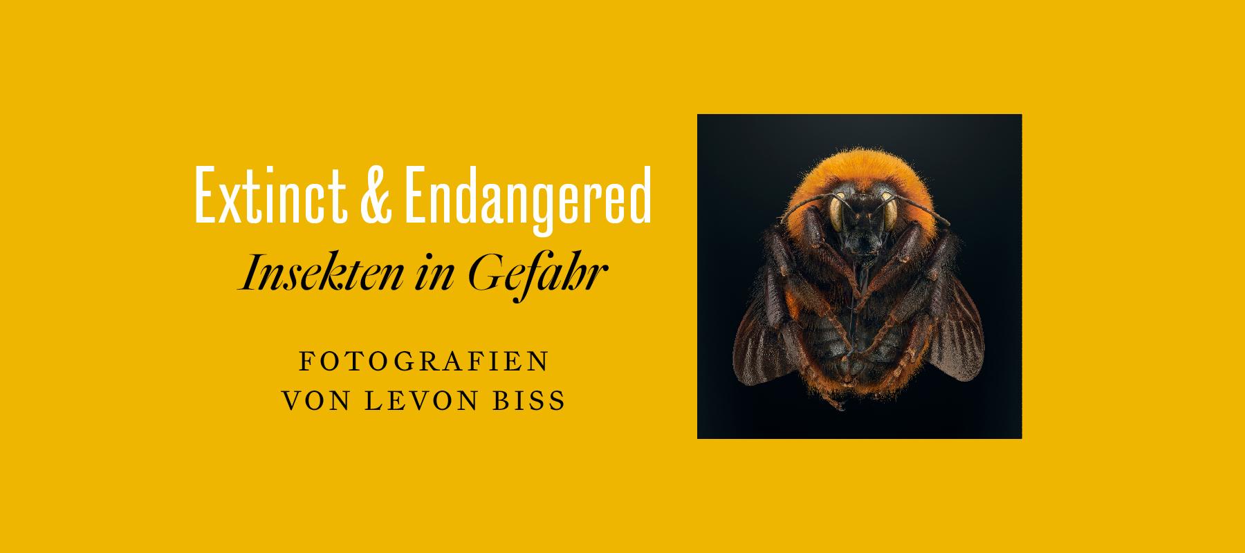 Foto-Ausstellung über bedrohte Insekten - Extinct & Endangered