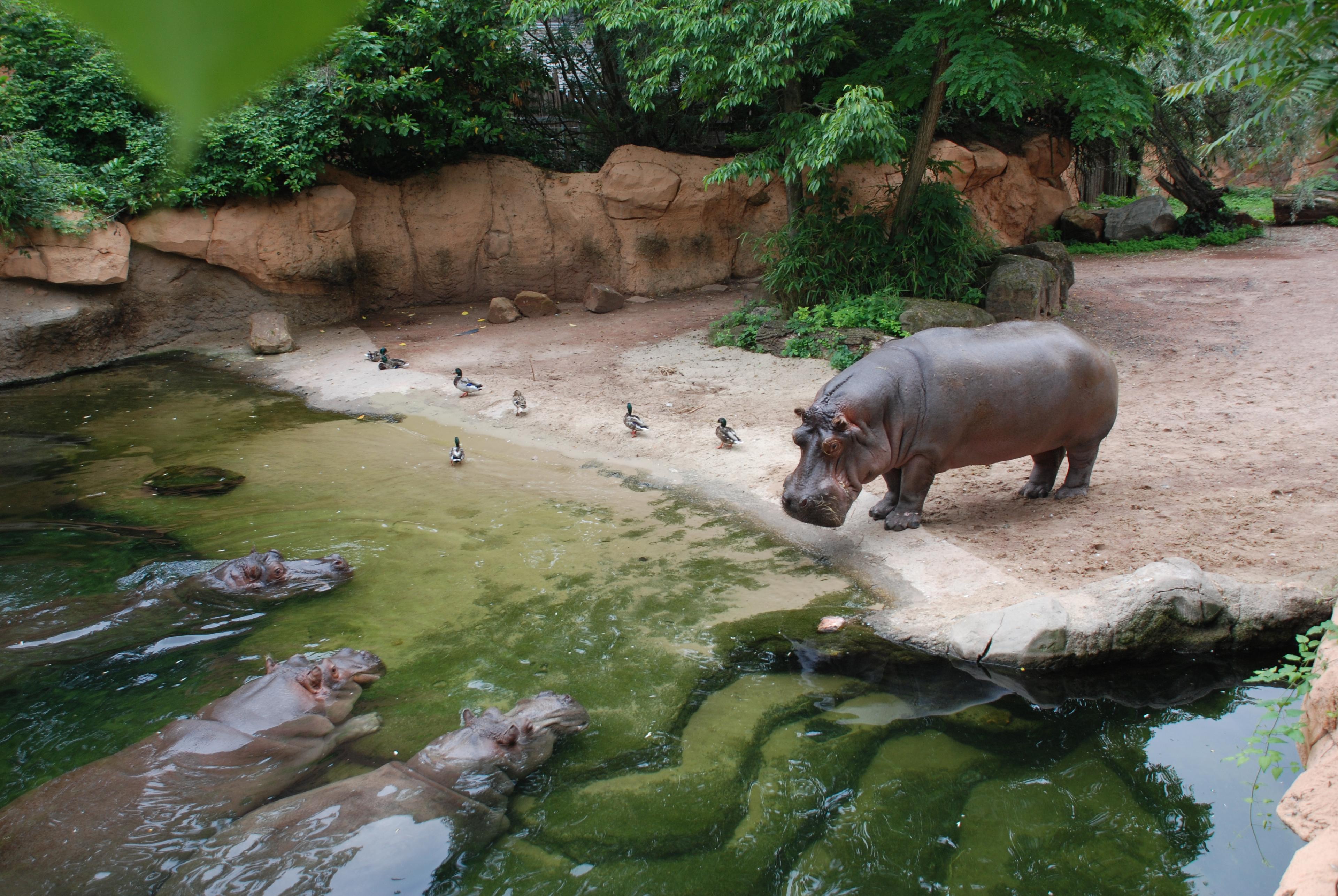 Drei Flusspferde befinden sich im Wasser in der Themenwelt Sambesi im Zoo Hannover und blicken Richtung Land, wo sich ein weiteres Flusspferd befindet