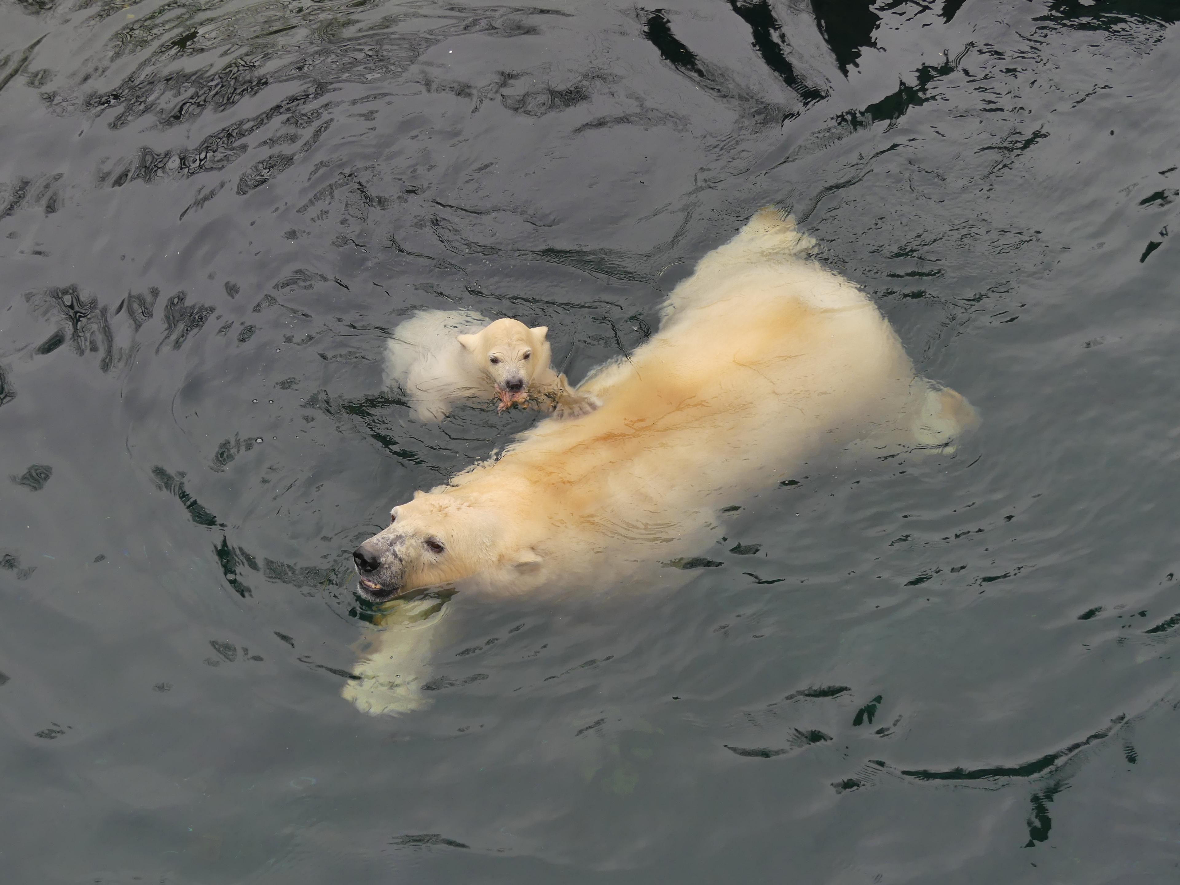 Eisbärmutter mit Jungtier im Wasser