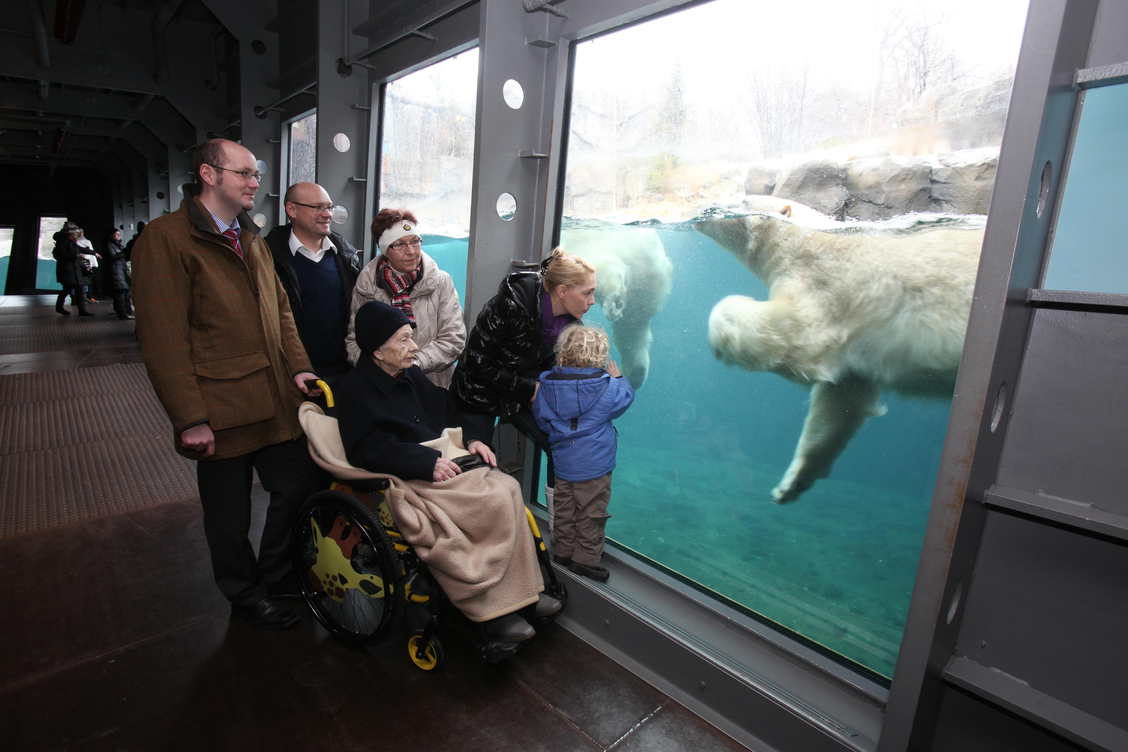 Familie besucht Eeisbär vor Panoramascheibe, Person im Rollstuhl