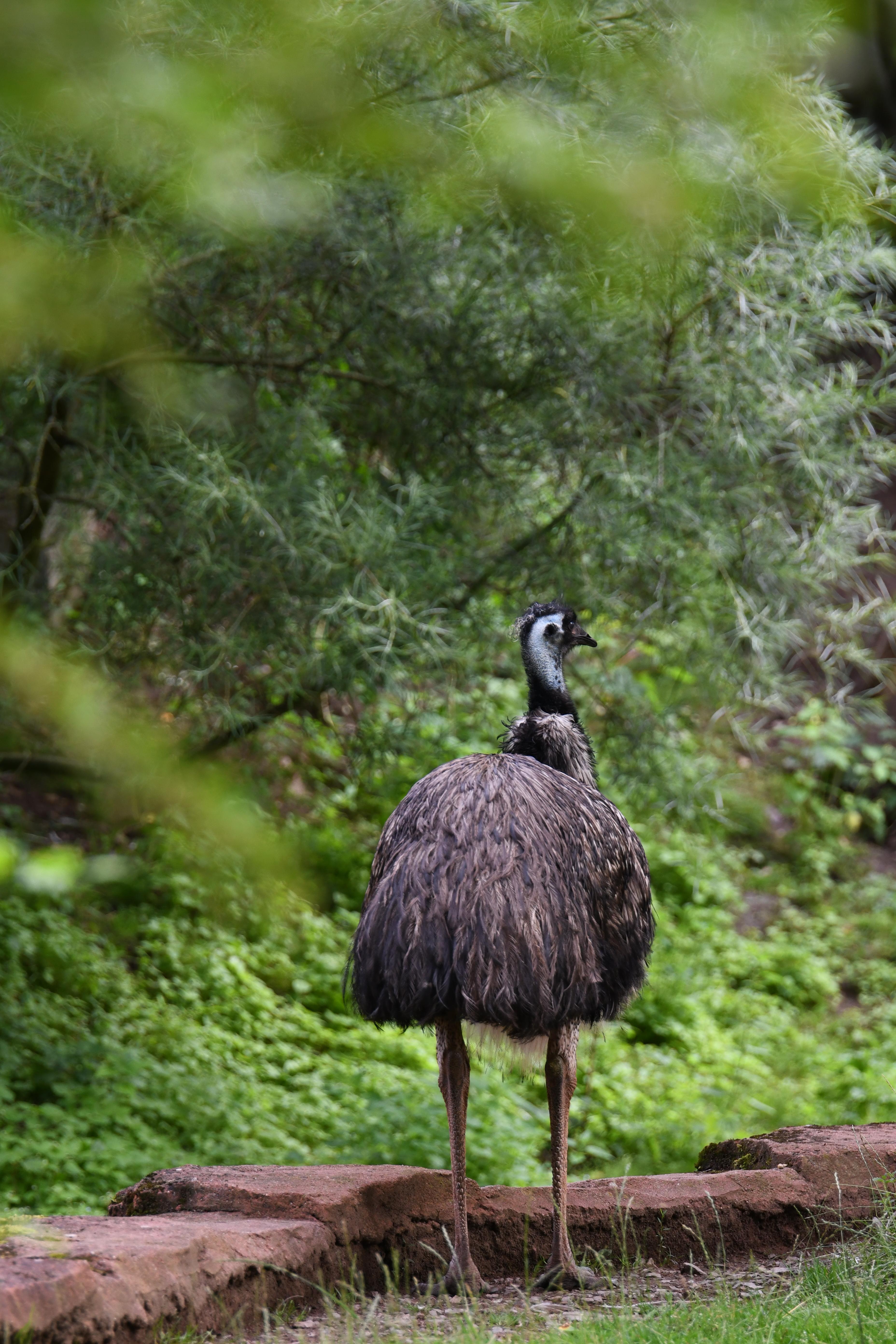Emu in der australischen Themenwelt