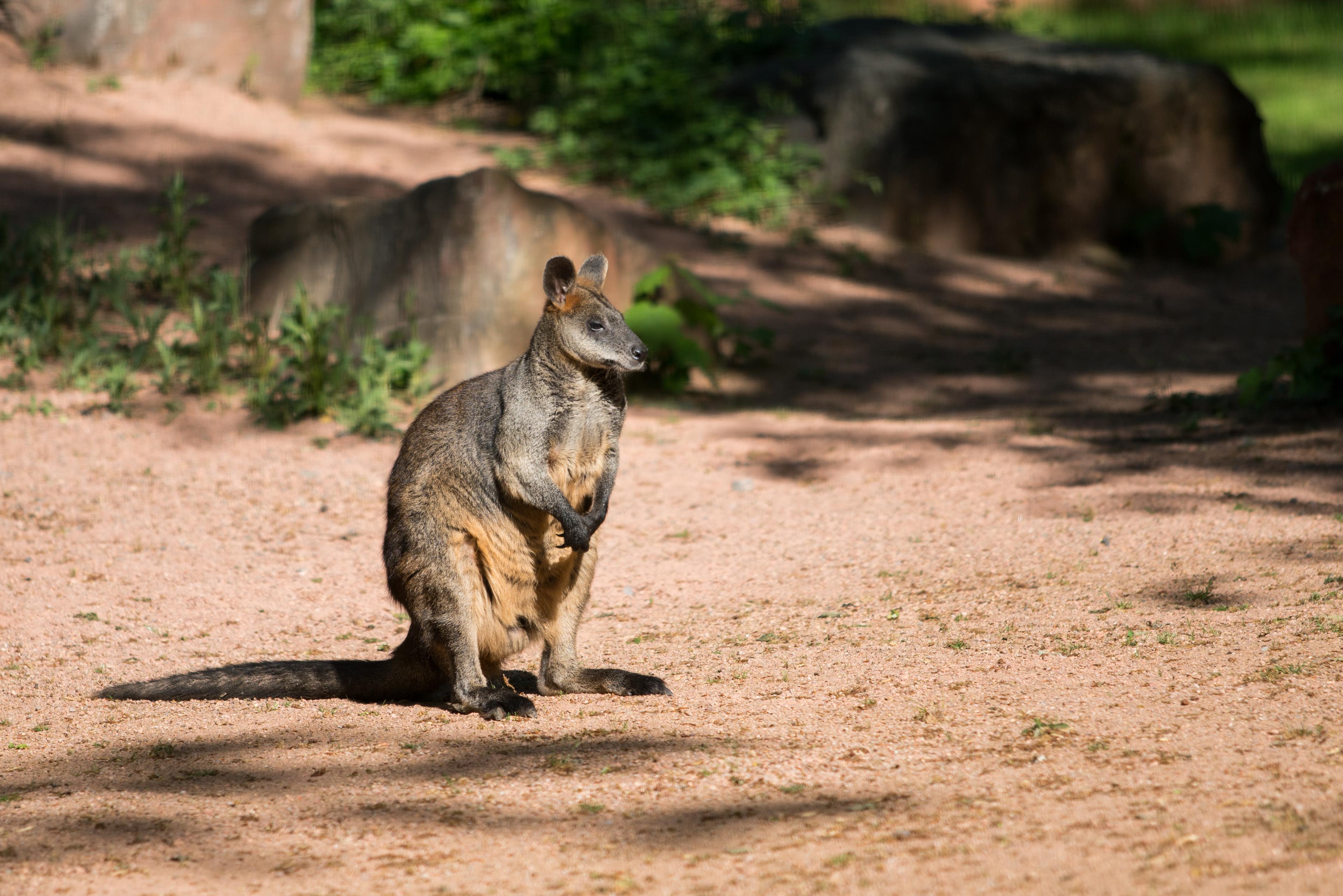 Sitzendes Sumpfwallaby im Outback im Zoo Hannover