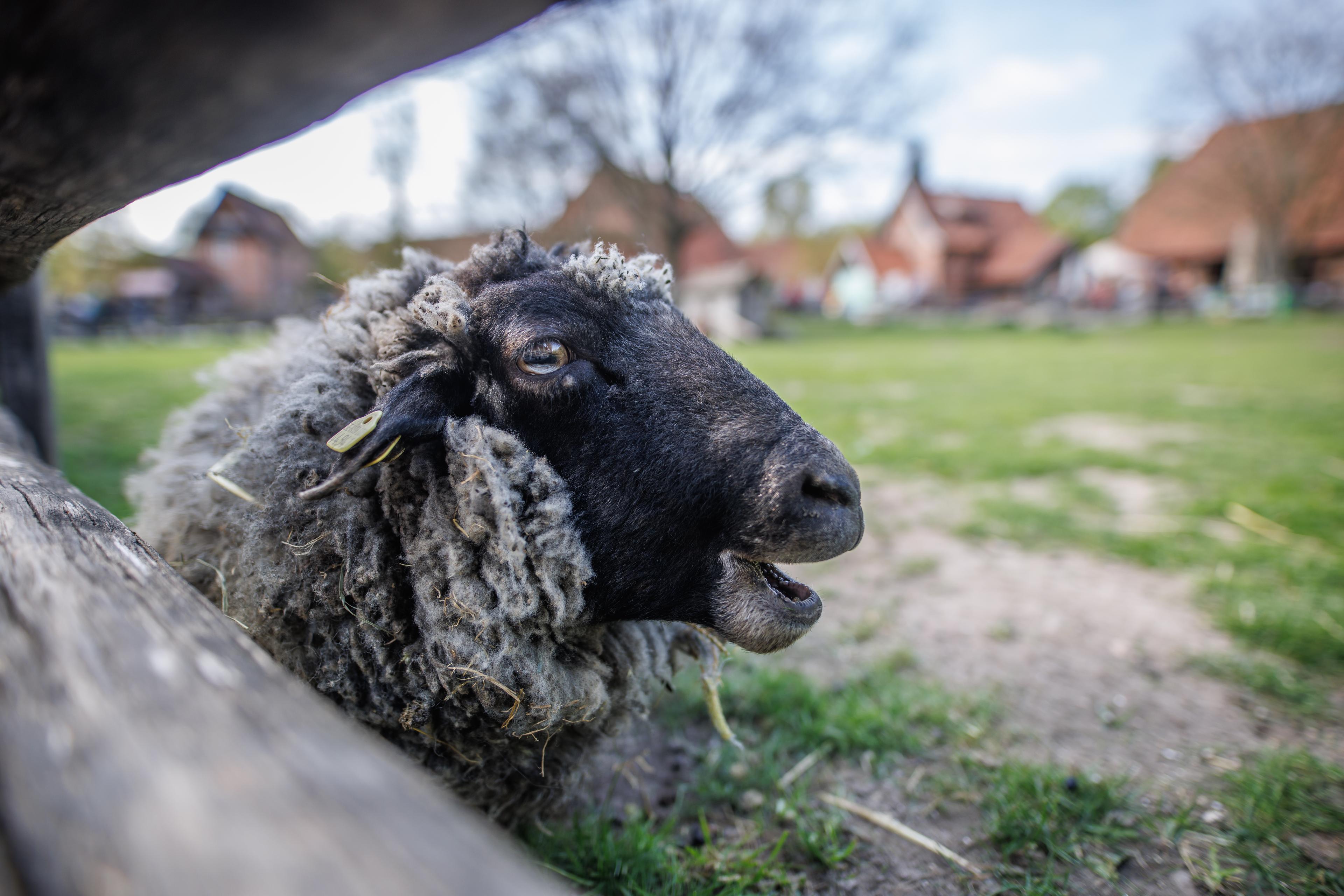 Porträt eines Schafs