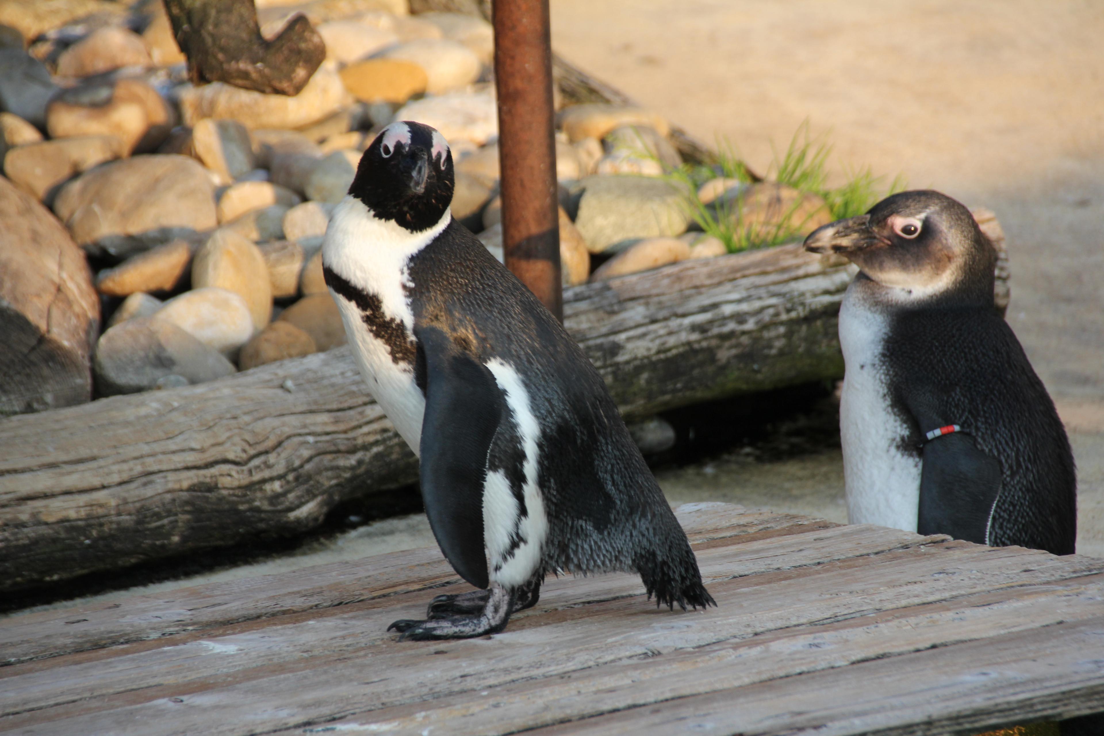 Zwei Pinguine im leichten Sonnenlicht auf der Yukon-Queen in der Themenwelt Yukon-Bay im Zoo Hannover