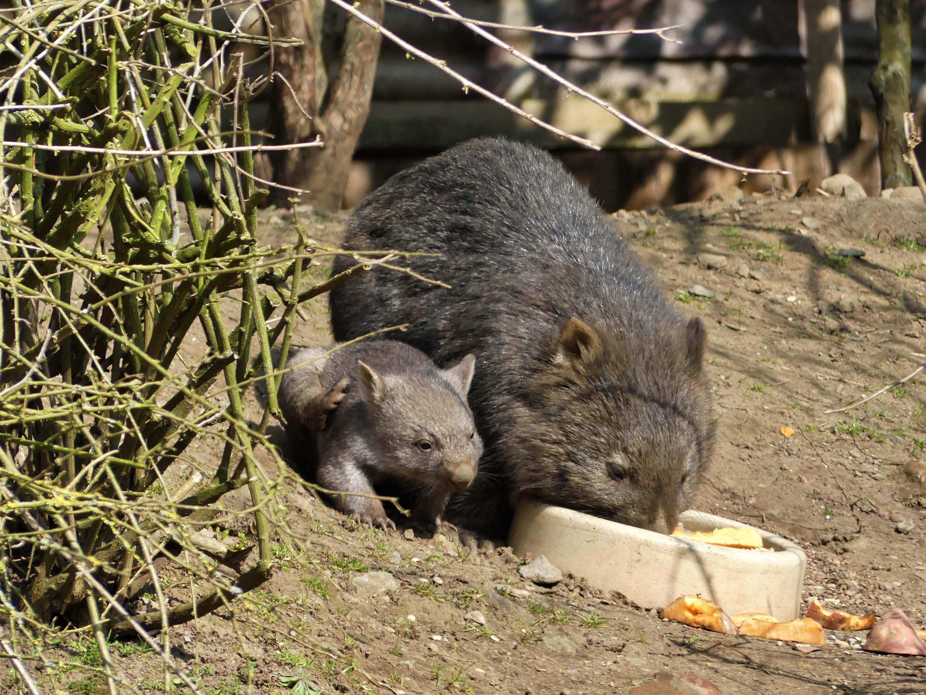 Erwachsener Wombat und Jungtier fressen in der Sonne im Zoo Hannover