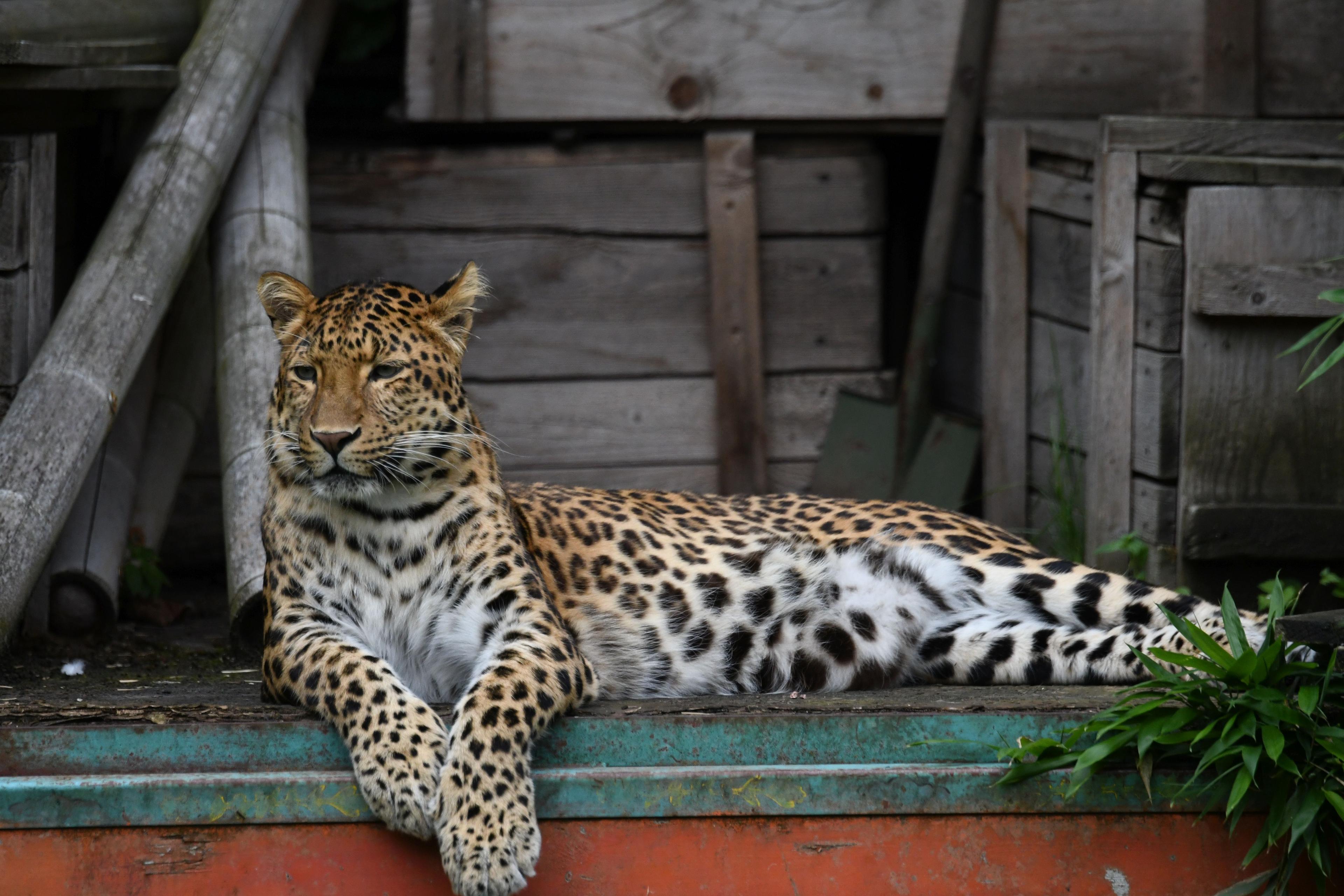 Chinesischer Leopard an seinem Schlafplatz im Dschungel Palast