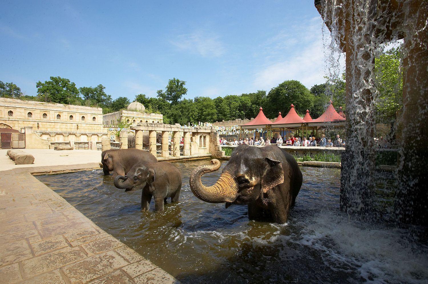Elefanten baden in der Themenwelt Dschungelpalast