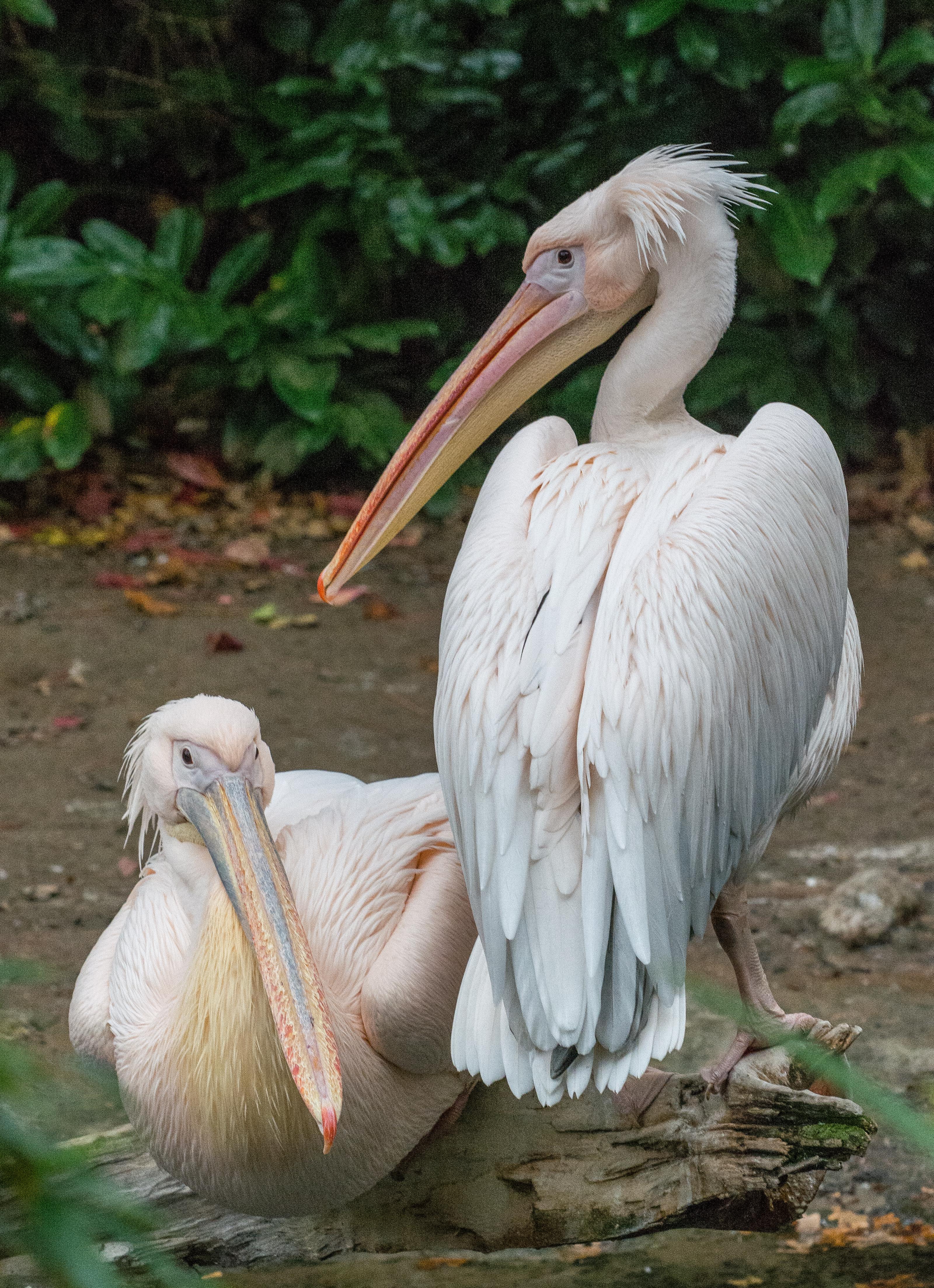 zwei Pelikane