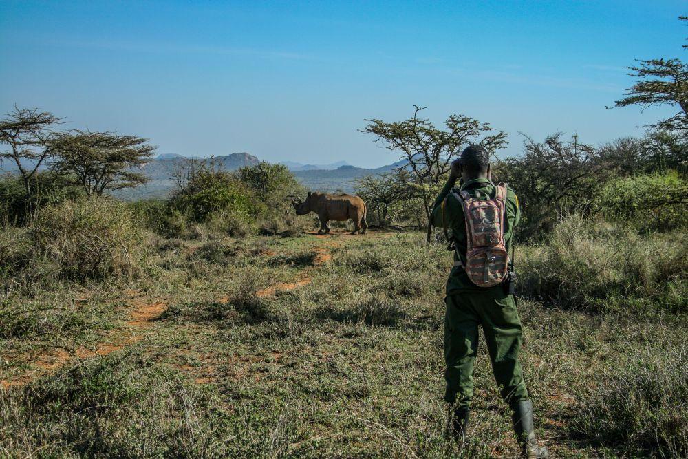 Unter Schutz: Die seltenen Nashörner werden gut bewacht - Foto: Save the Rhino