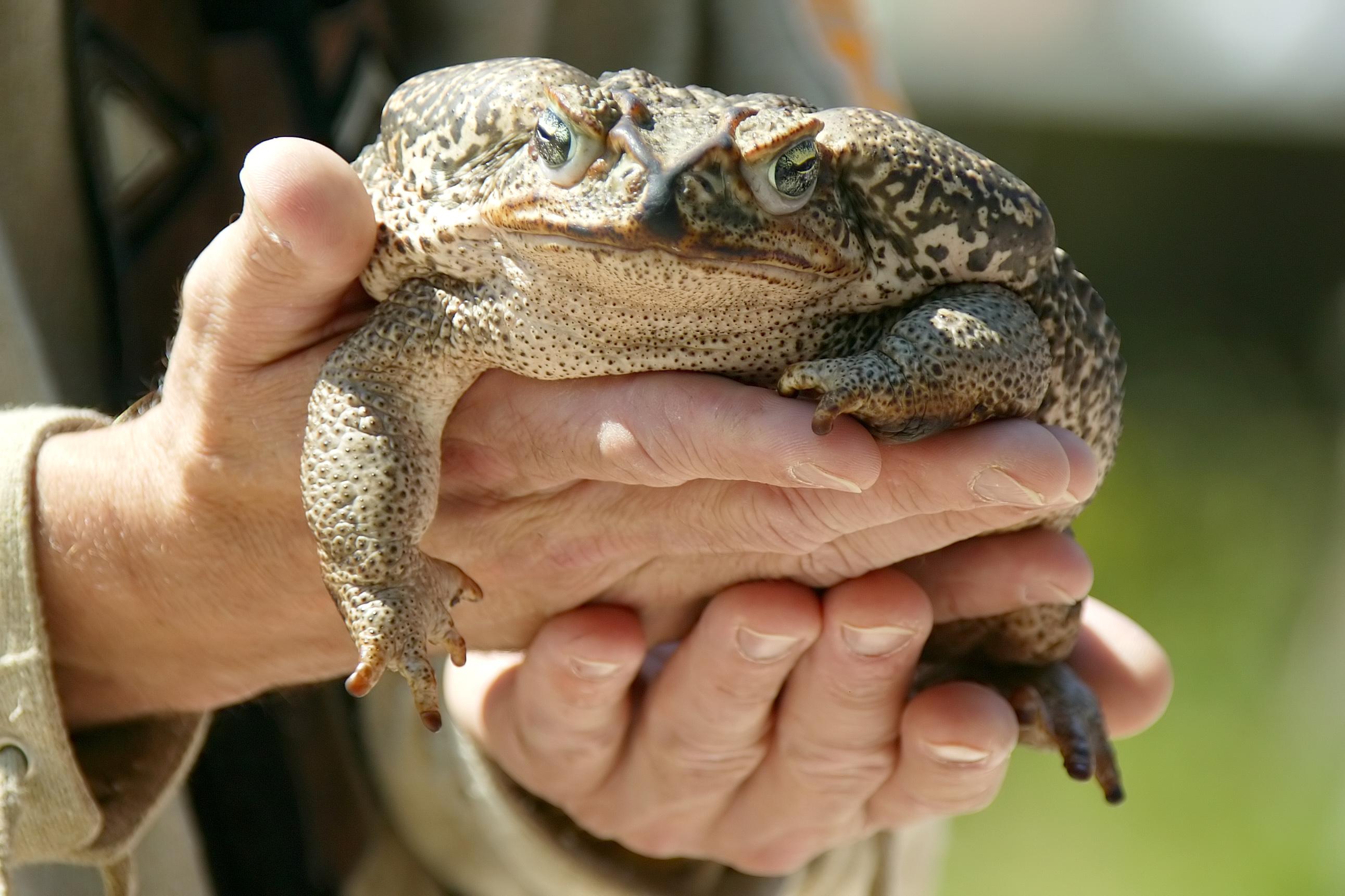 Riesenkröte wird in zwei Händen gehalten.