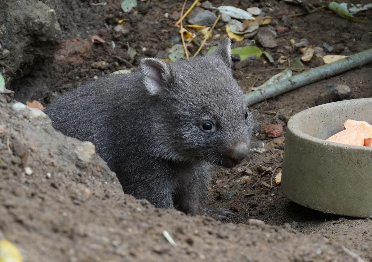 Wombat-Jungtier lugt noch ein wenig verschlafen aus der Höhle