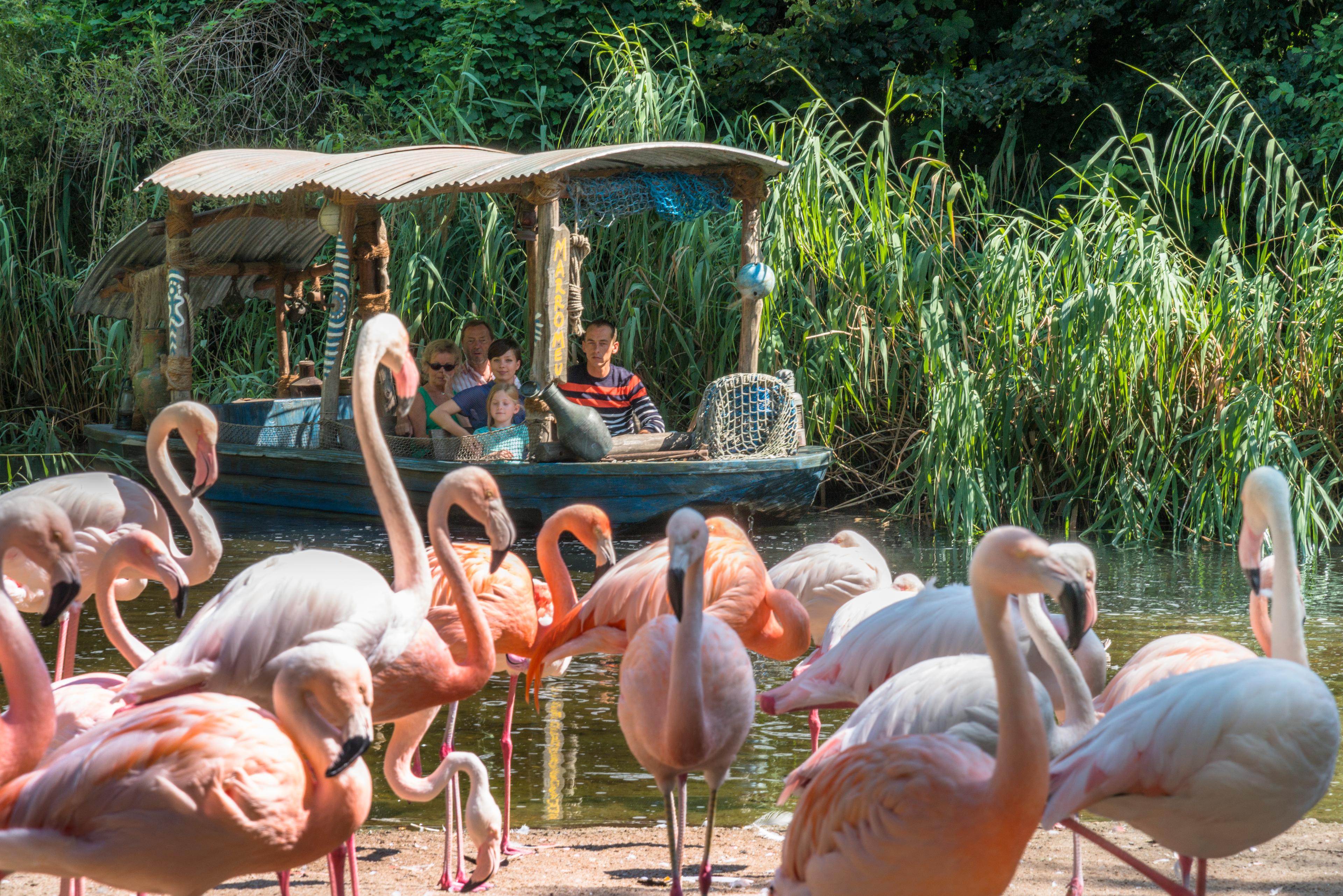 Flamingos und Sambesiboot im Zoo