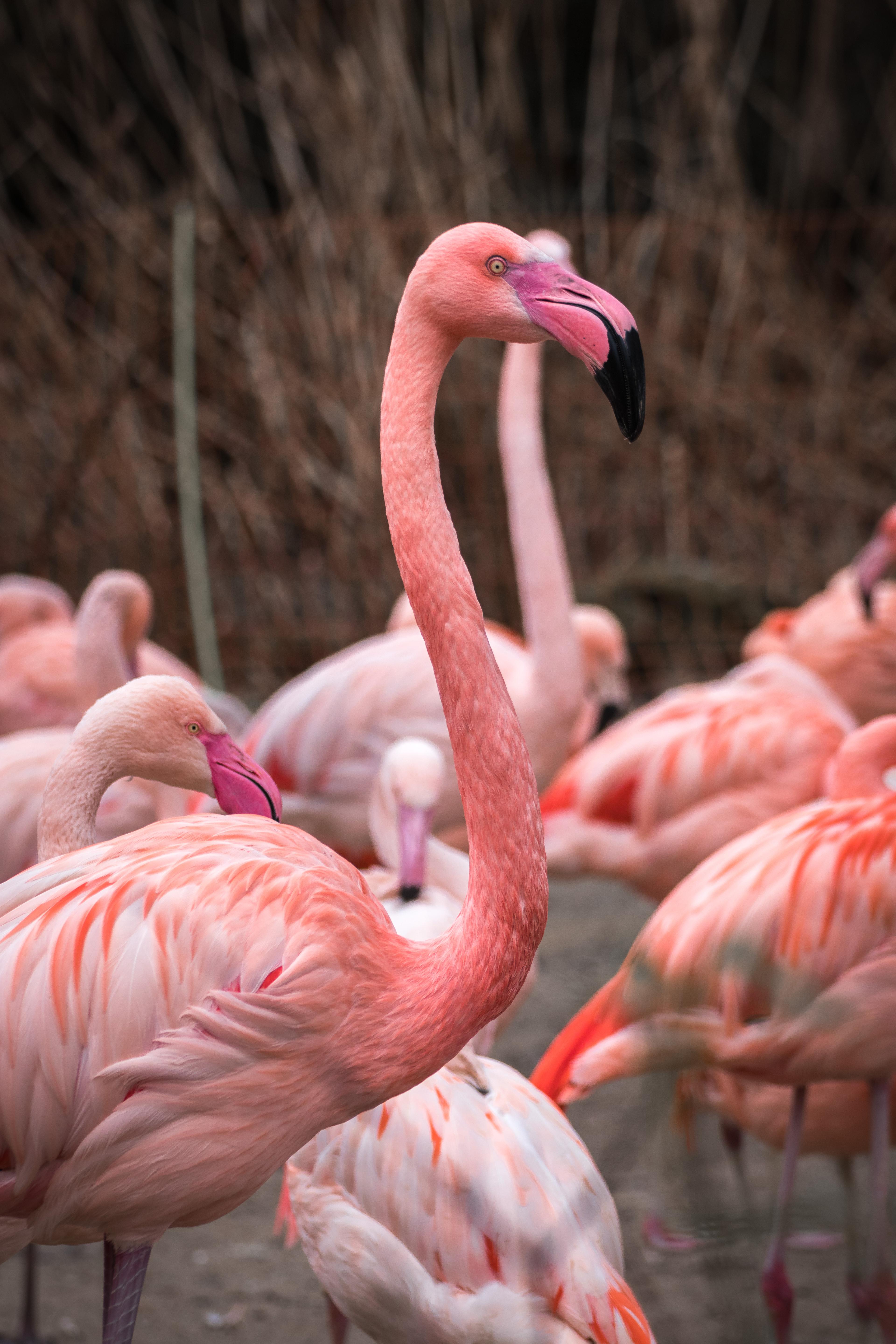 Flamingos am Sambesi-Ufer