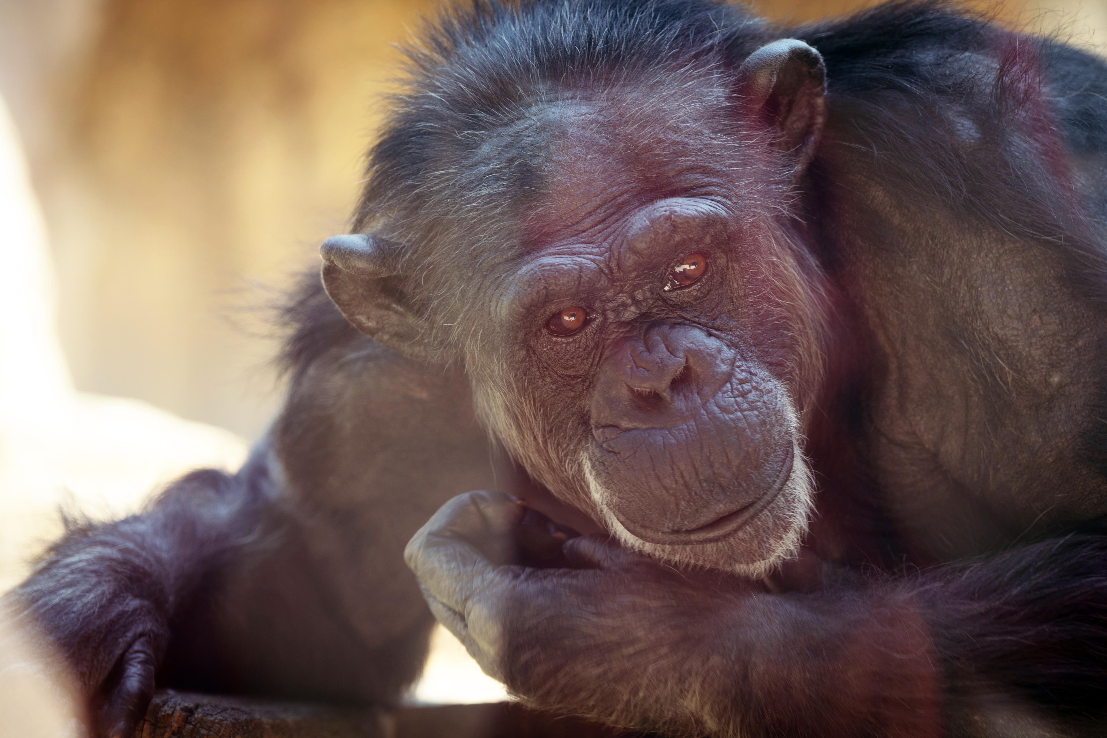 Schimpanse im Erlebnis-Zoo