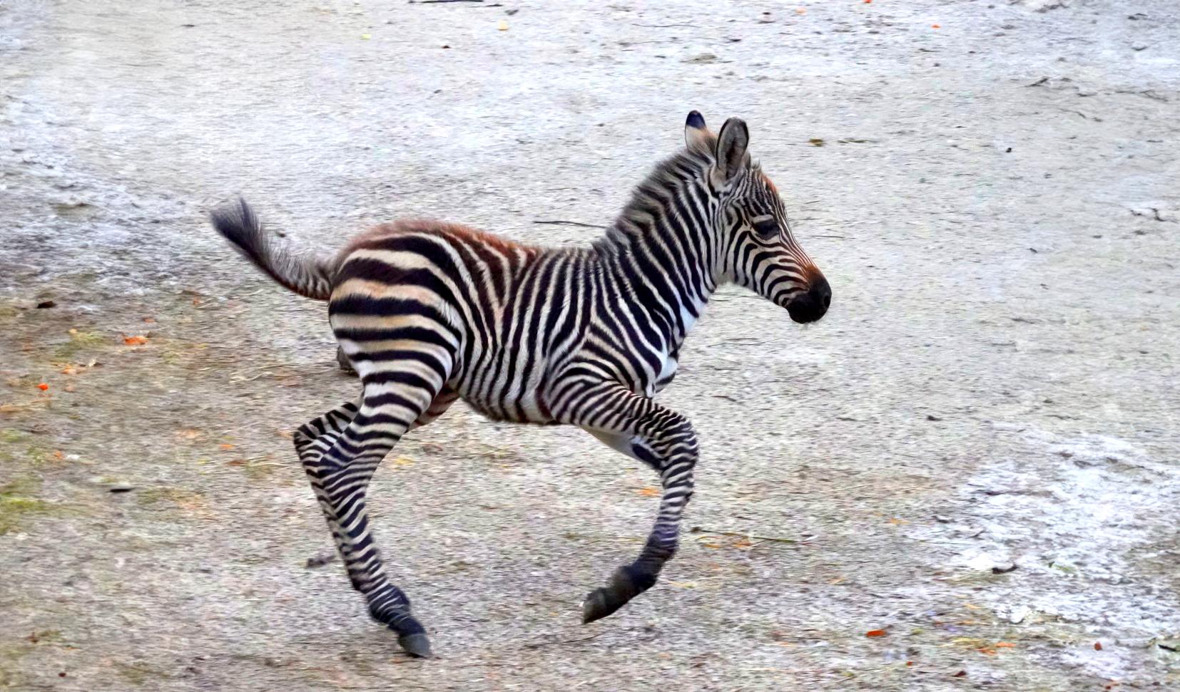 Zebra-Nachwuchs springt