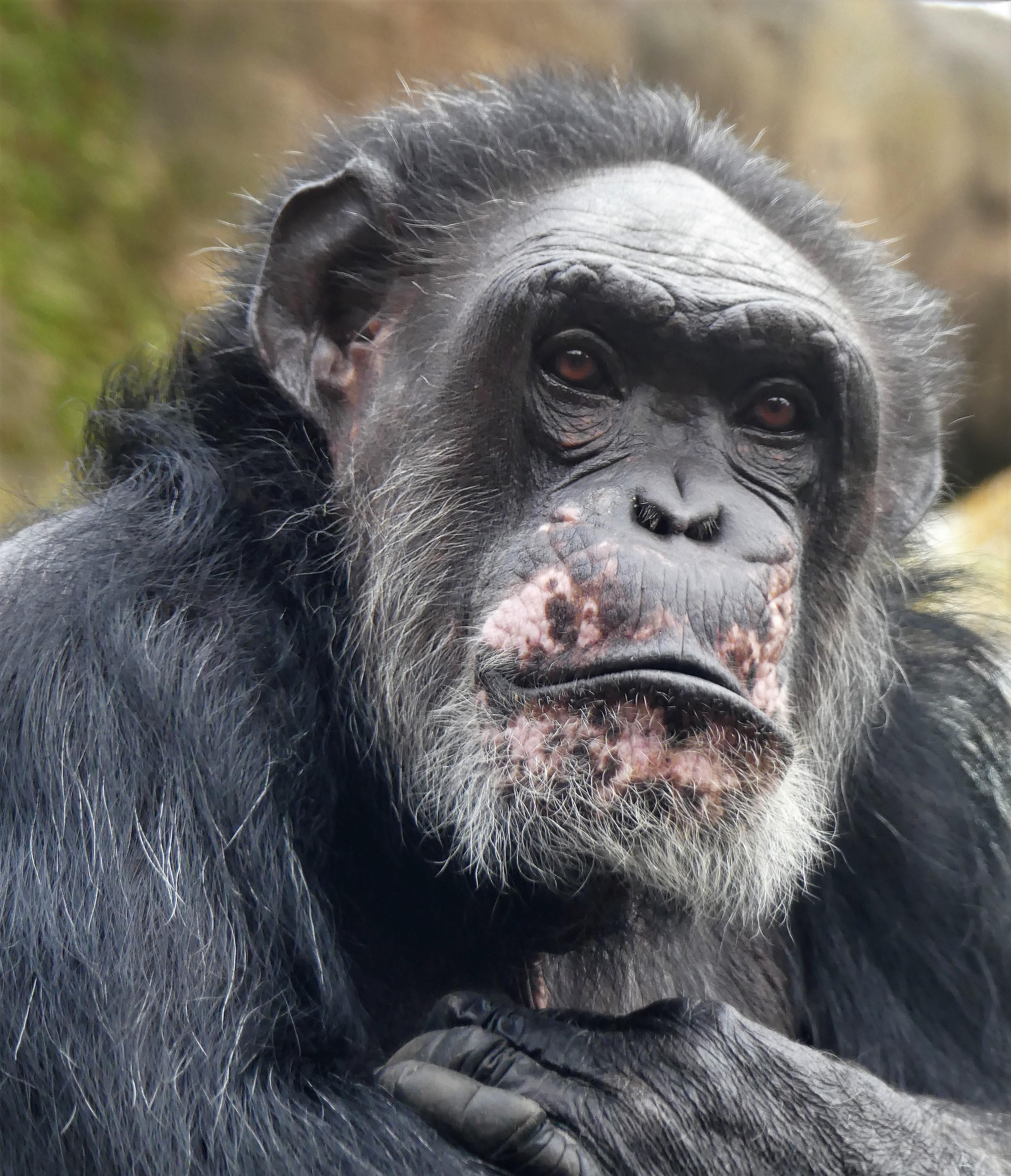 Schimpanse in der Themenwelt Afi Mountain im erlebnis-Zoo Hannover: Blick zwischen Mensch und Menschenaffe