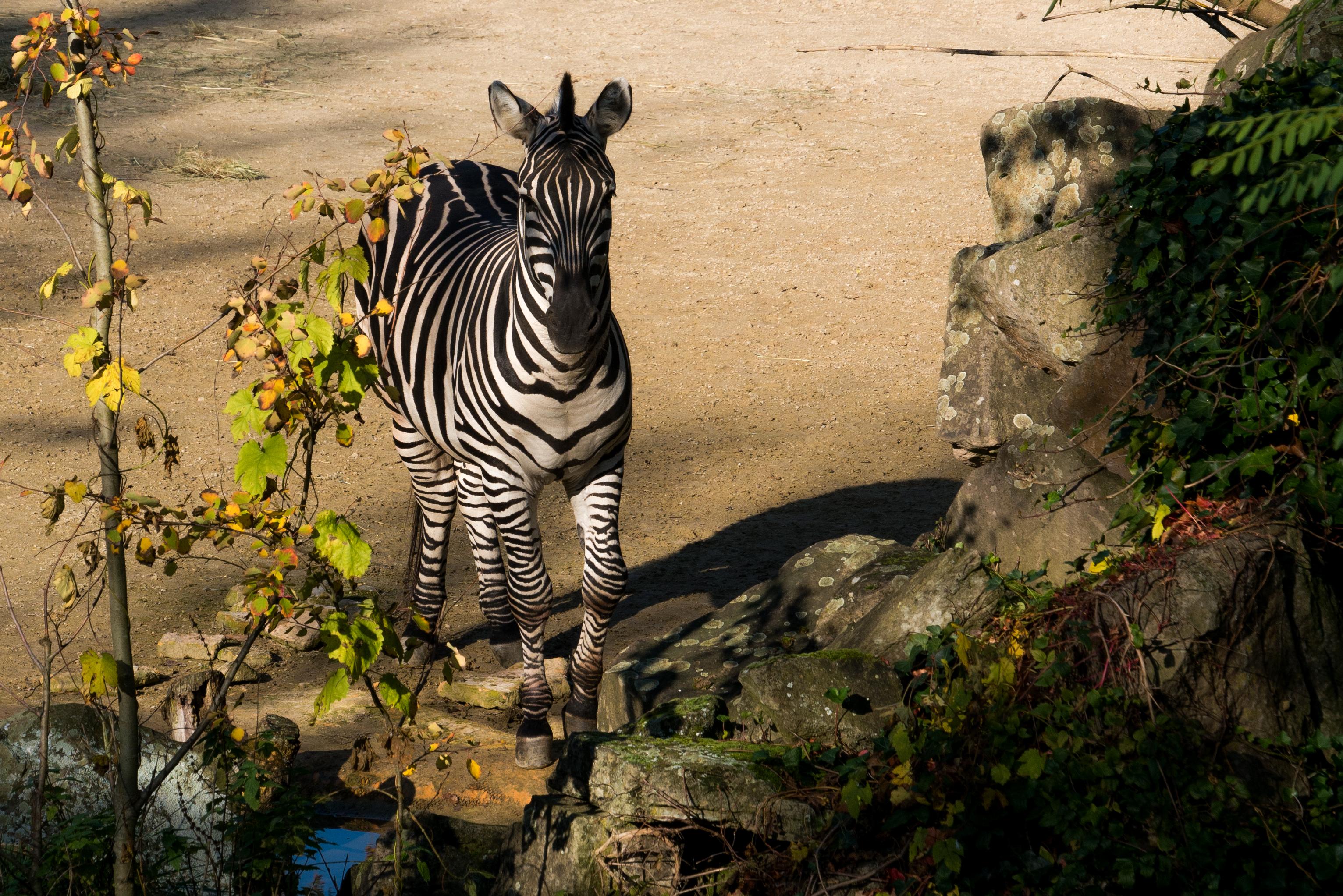 Zebra am Sambesi schaut in Richtung der Kamera im Zoo Hannover