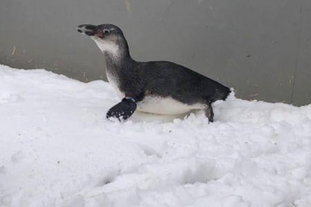 pinguin martin-marcel