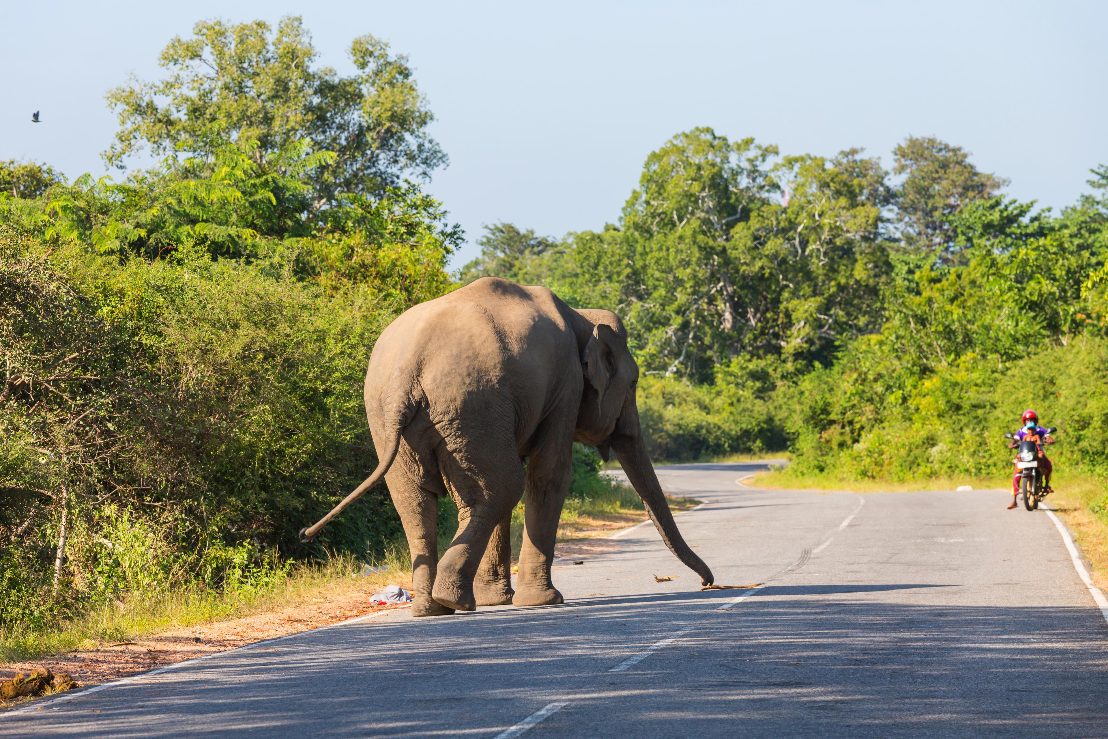 Elefant auf Straße in Asien