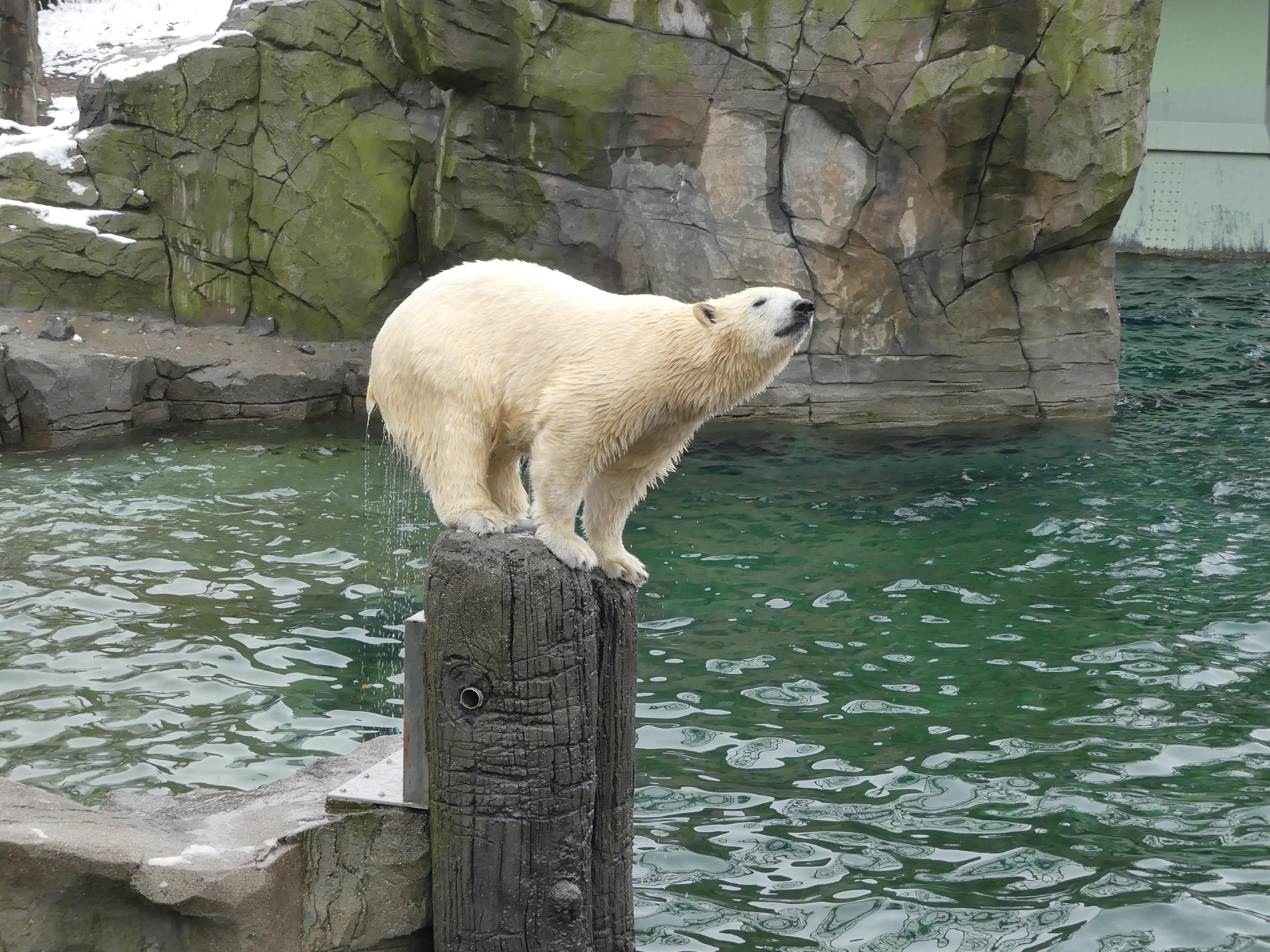 Eisbär in der Zooanlage 