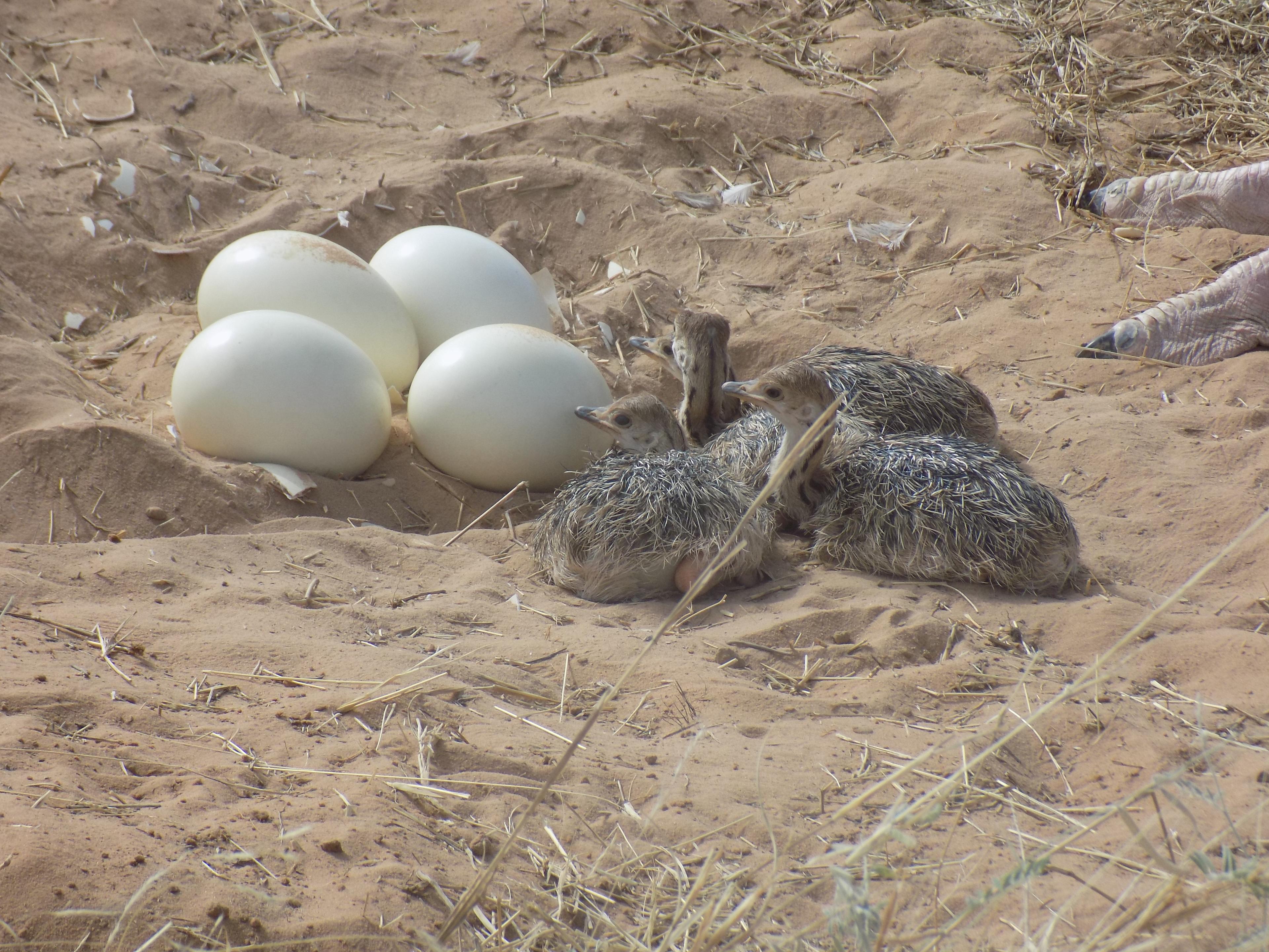 Eier und Küken des Nordafrikanischen Strauß