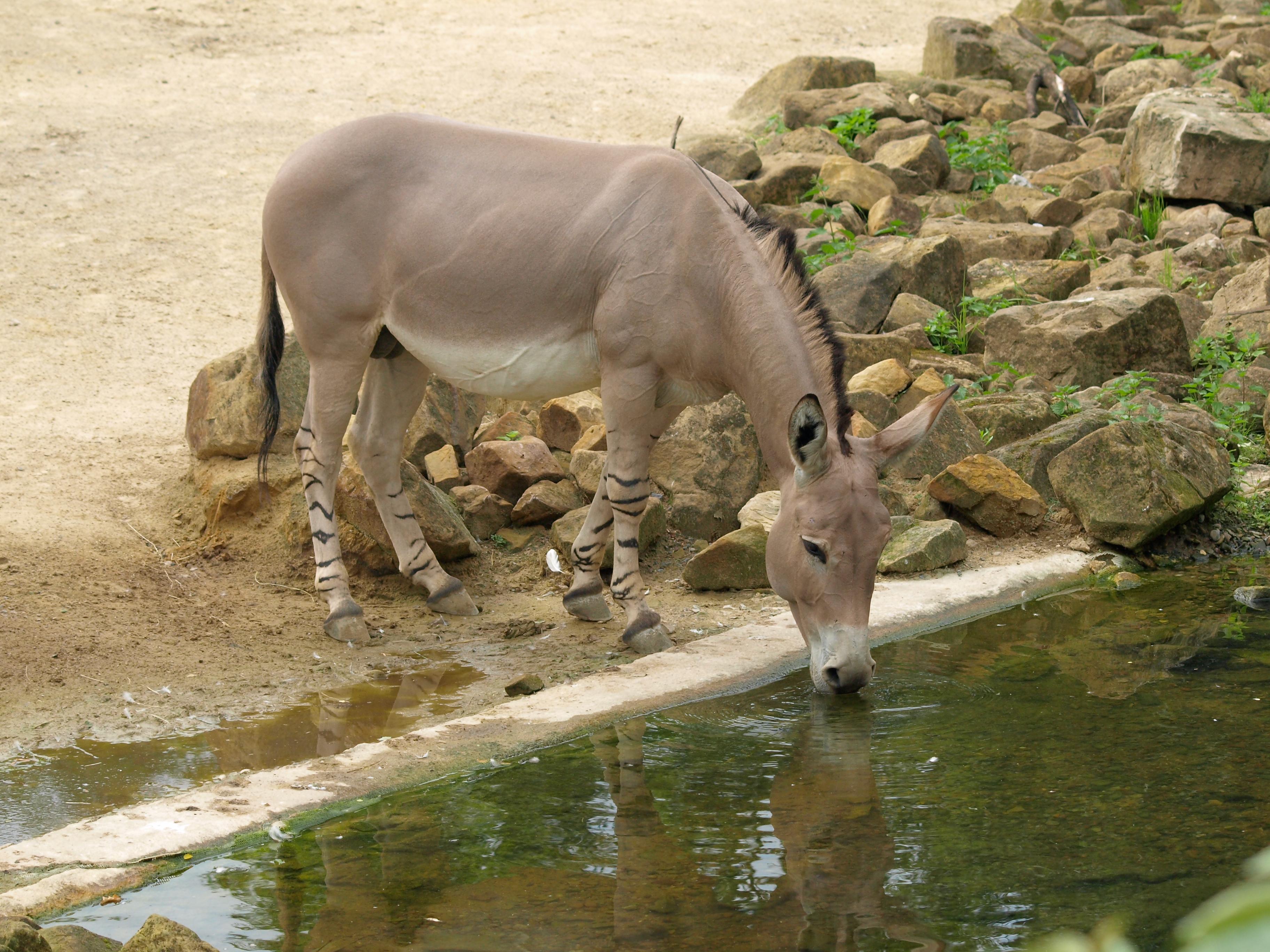 Somali Wildesel trinkt aus dem Sambesi im Zoo Hannover