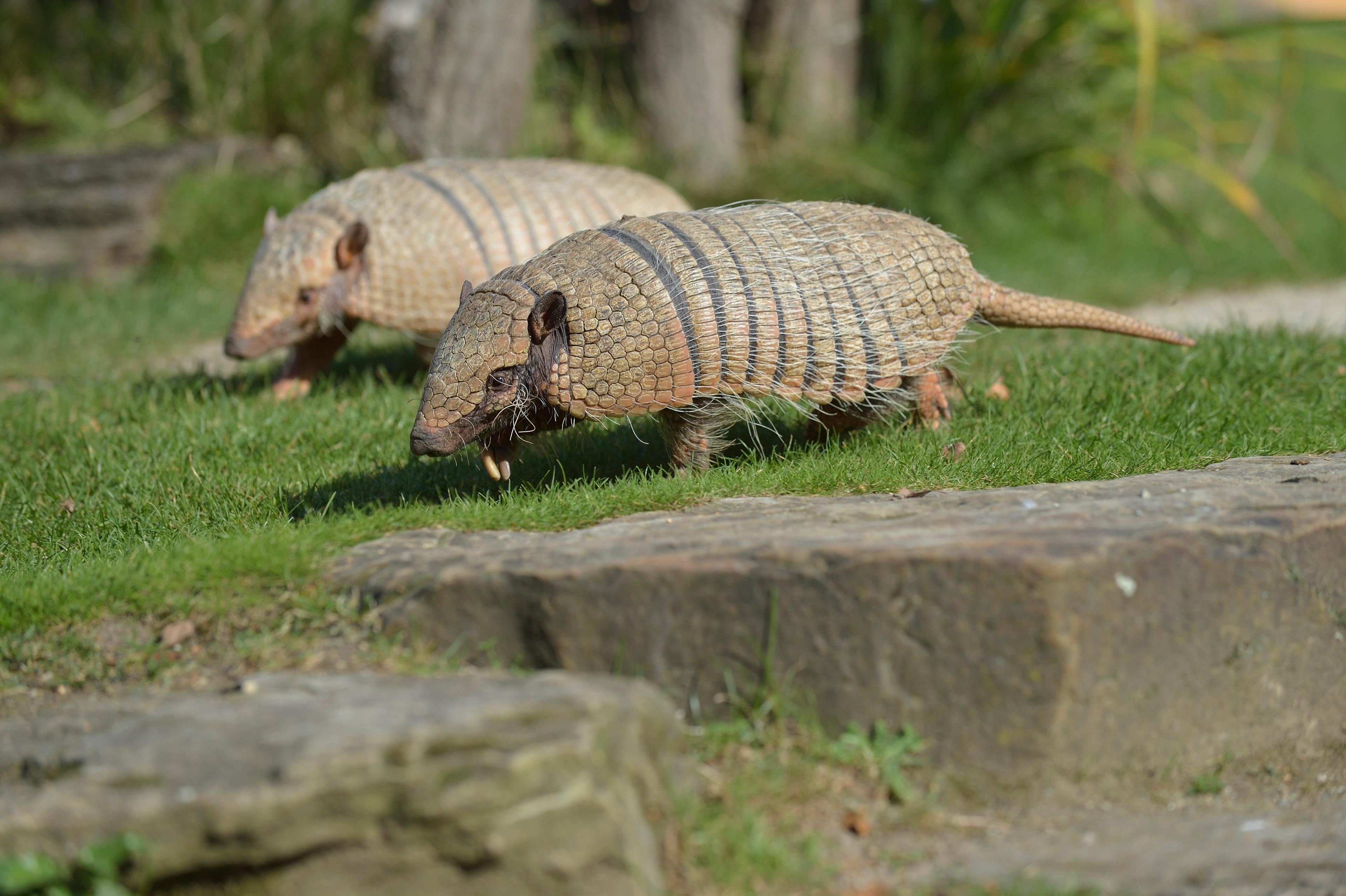 Zwei Gürteltiere erkunden neugierig die Wiese im Zoo Hannover