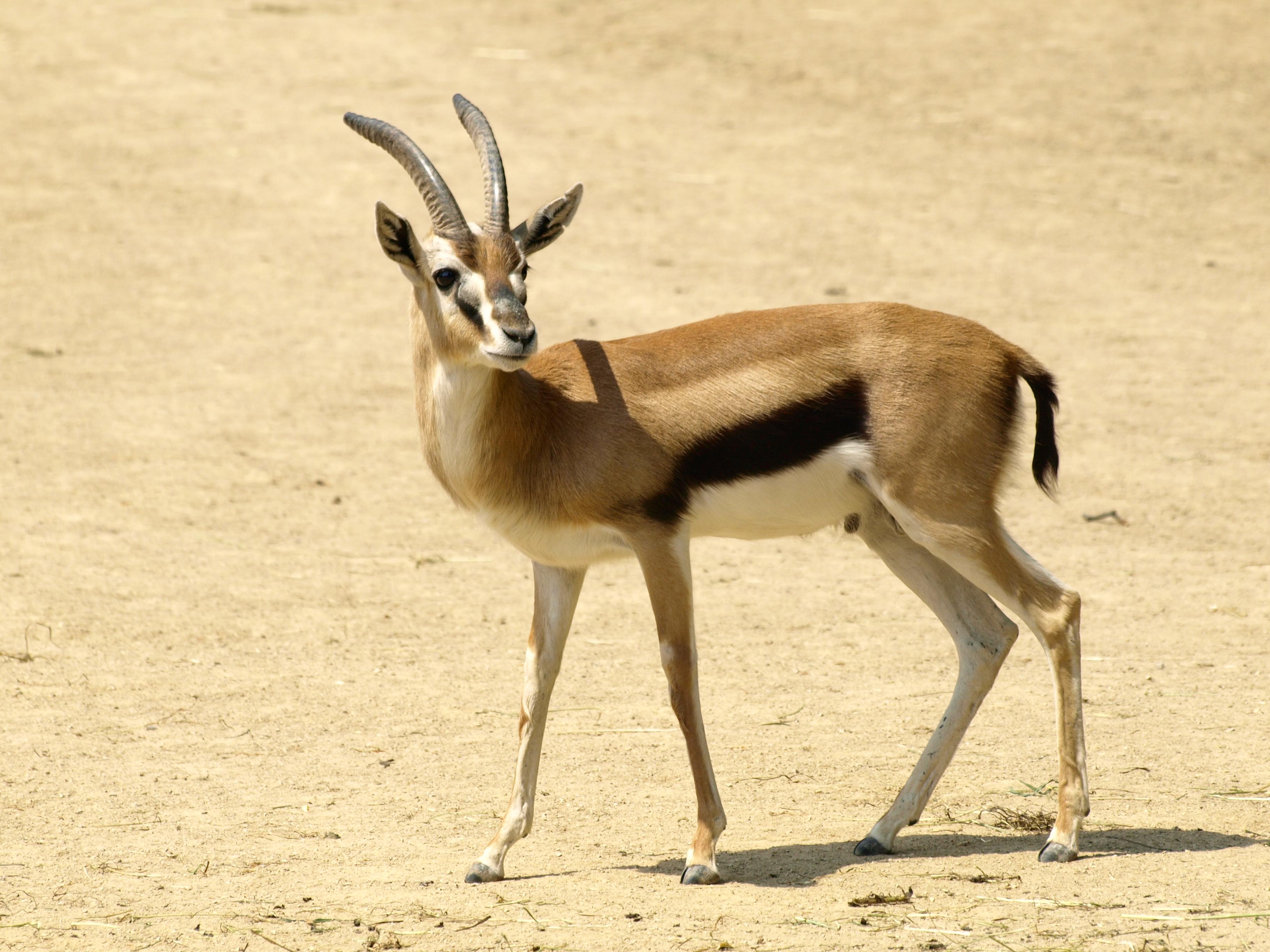 Gazelle steht auf der Anlage am Sambesi