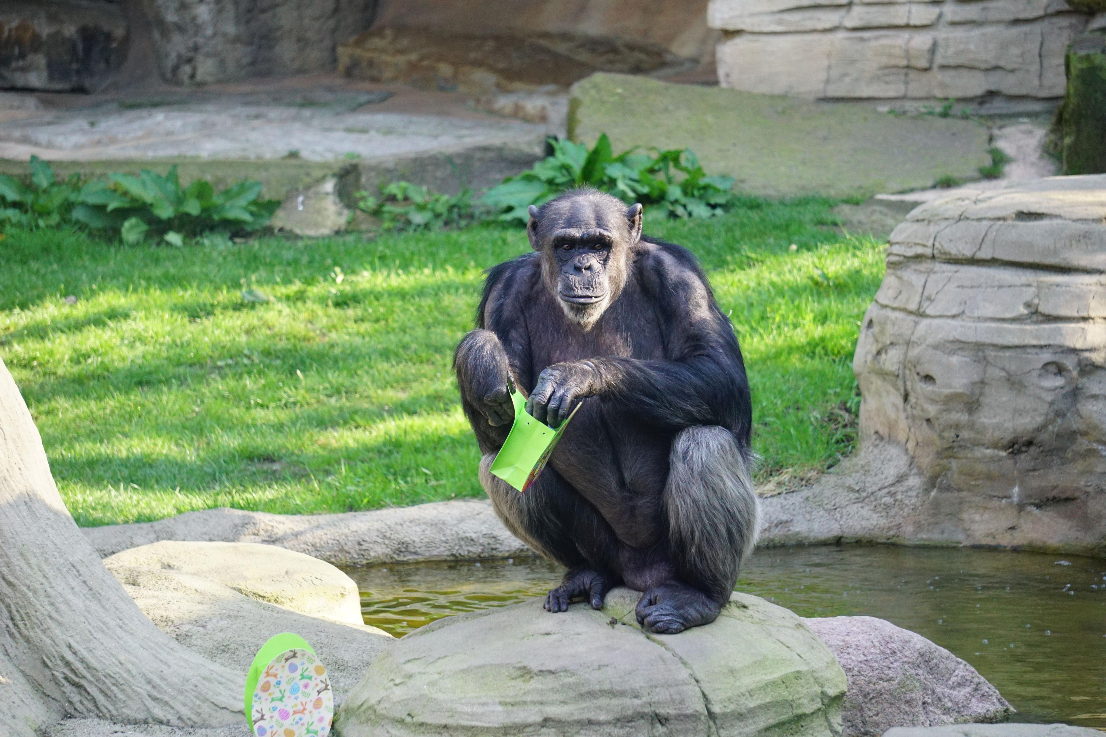 Schimpanse in Afi-Mountain sitzend