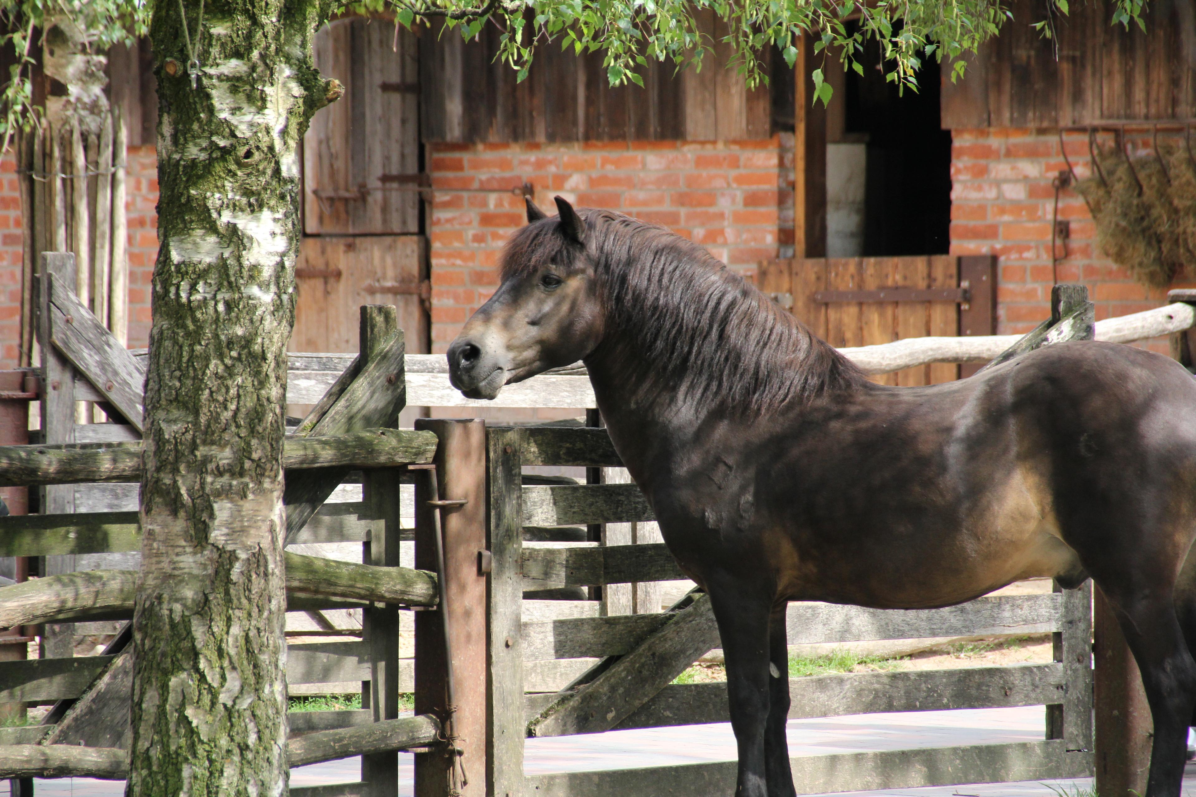 Exmoor-Pony im Zoo