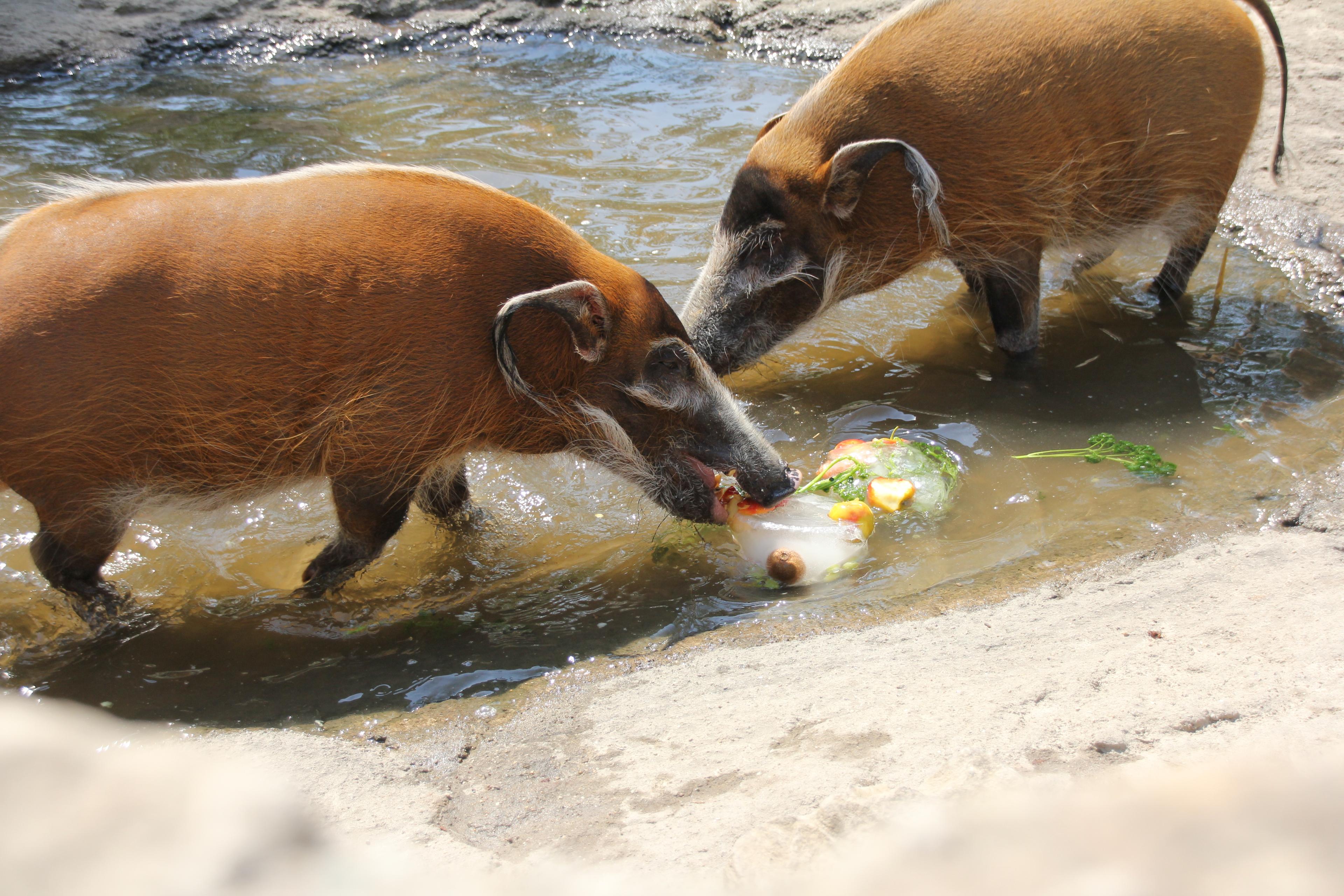 Zwei Pinselohrschweine im Wasserbecken mit einer erfrischenden Eisbombe im Zoo Hannover